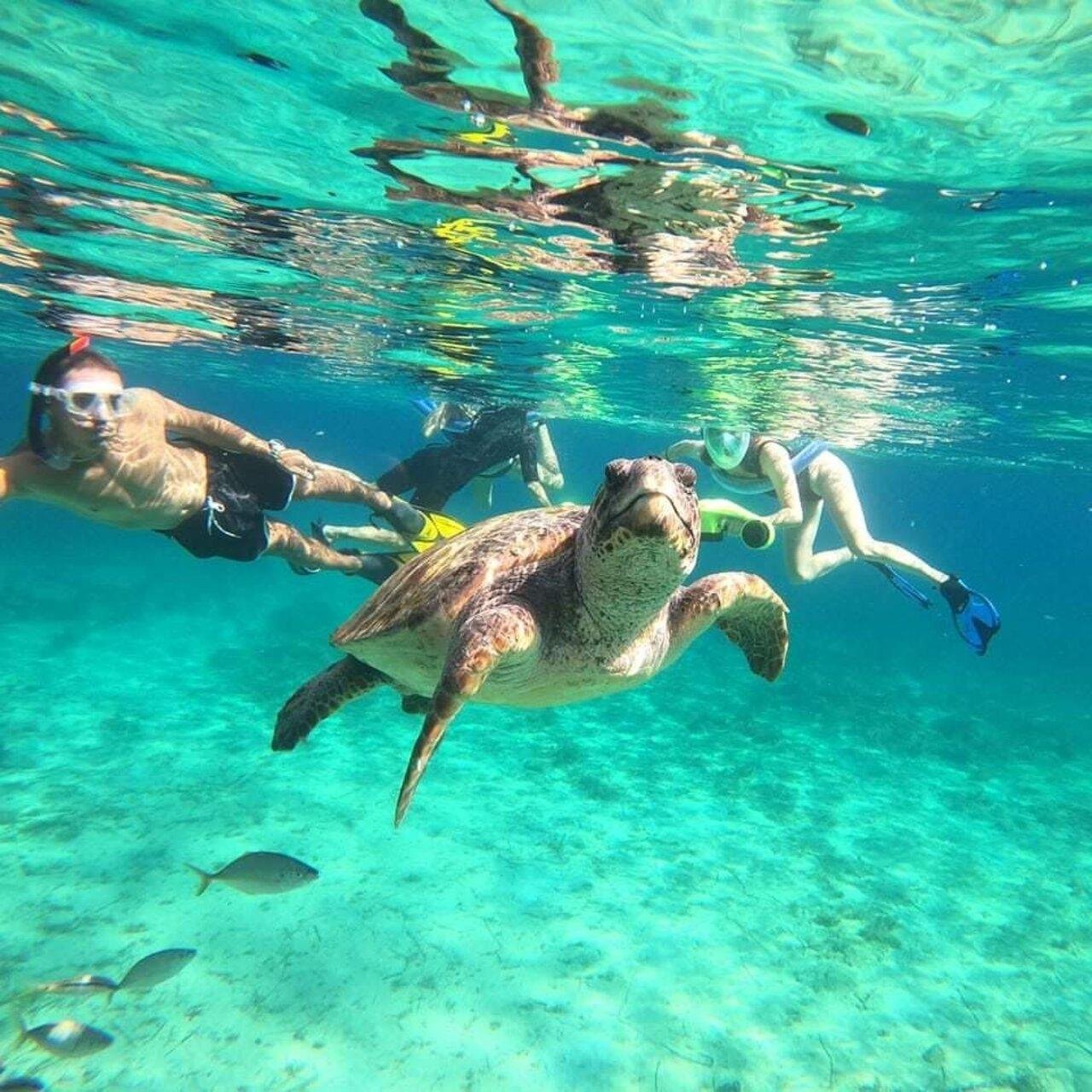 Sea Scooter Turtle Snorkeling Adventure in Paphos
