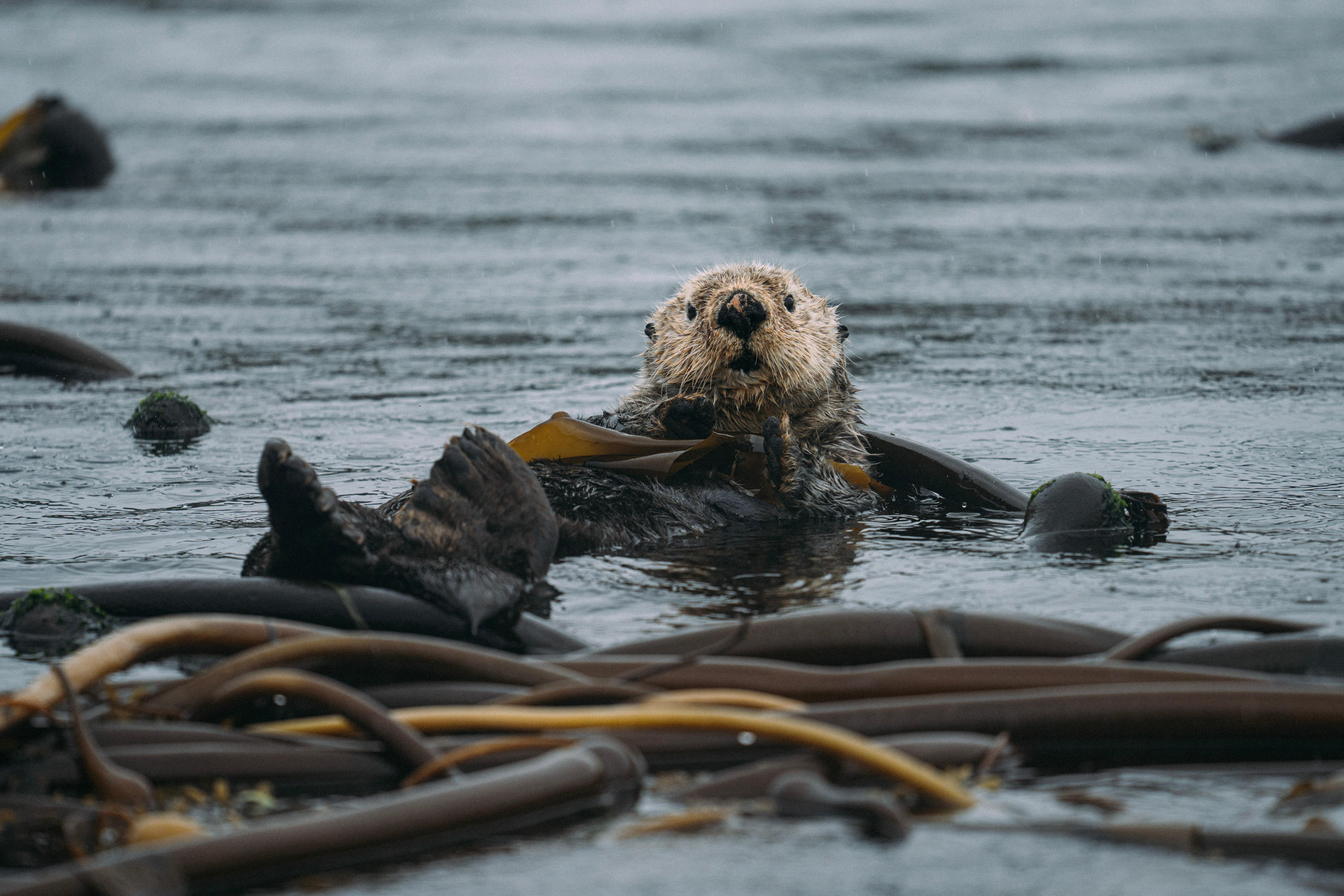 Clayoquot Sound Covered Boat Wildlife Safari