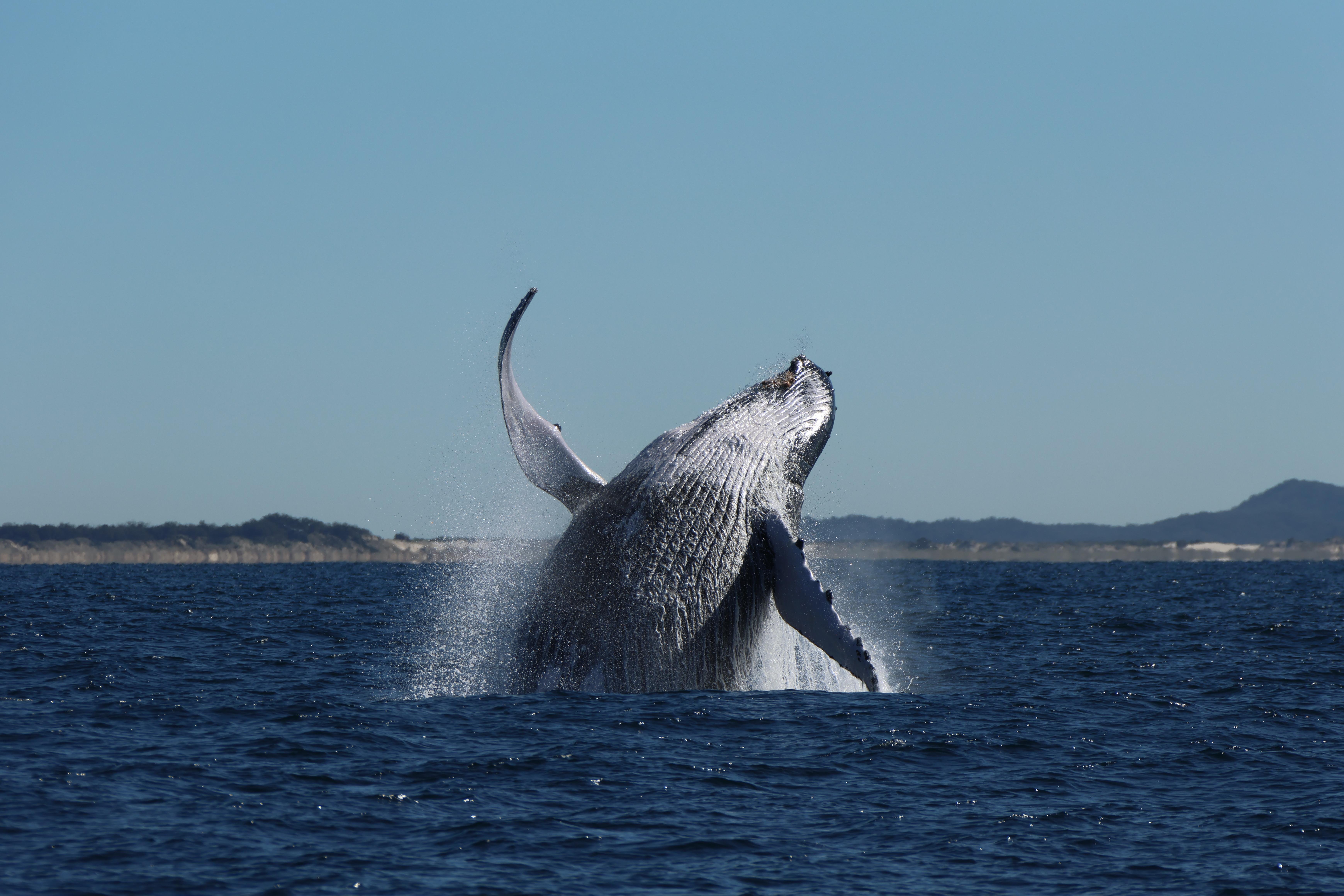Gold Coast Whale Experience