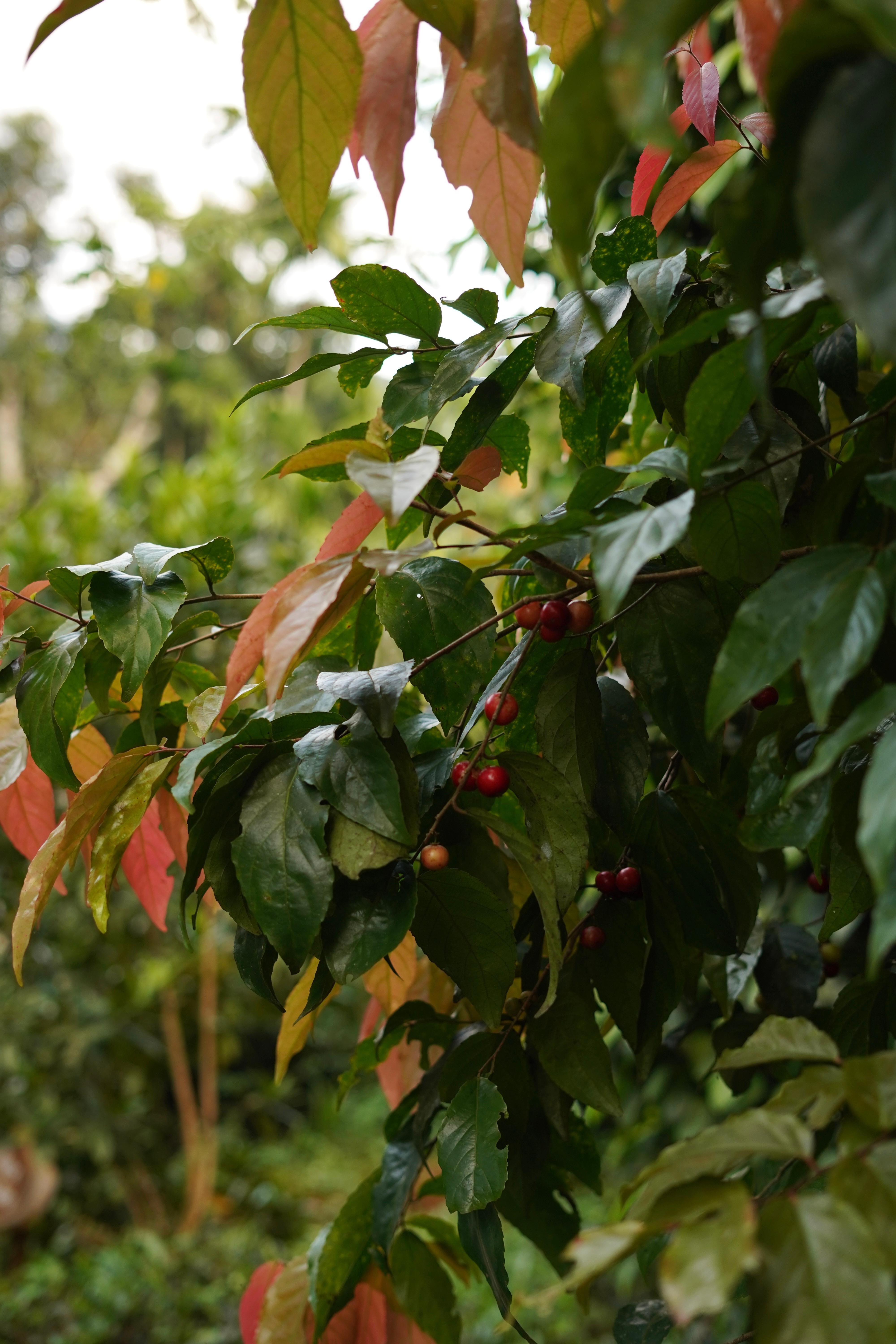 Ella Spice Garden Tour & Authentic Cooking Class