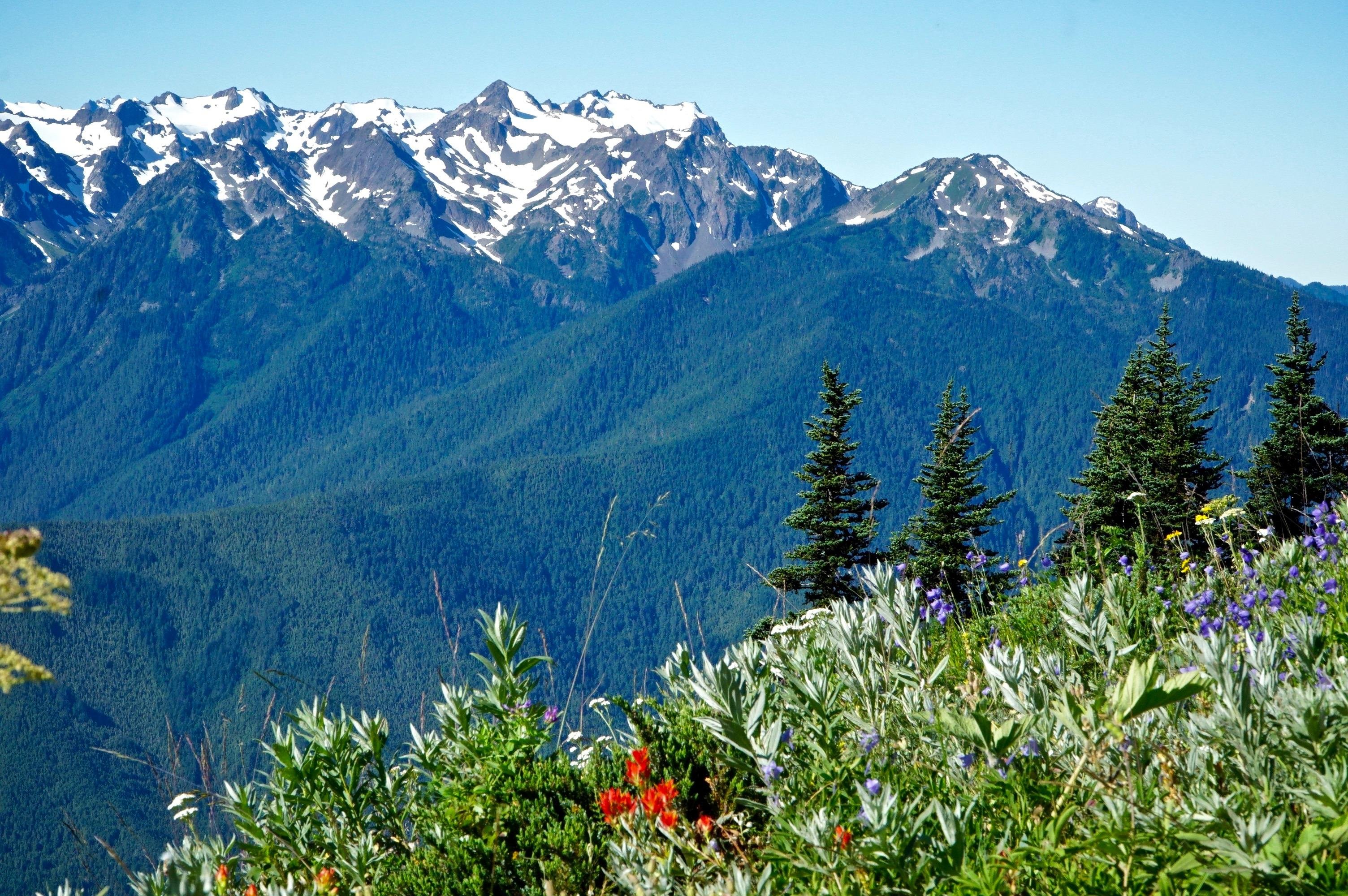 Seattle: Olympic National Park Guided Small-Group Day Trip