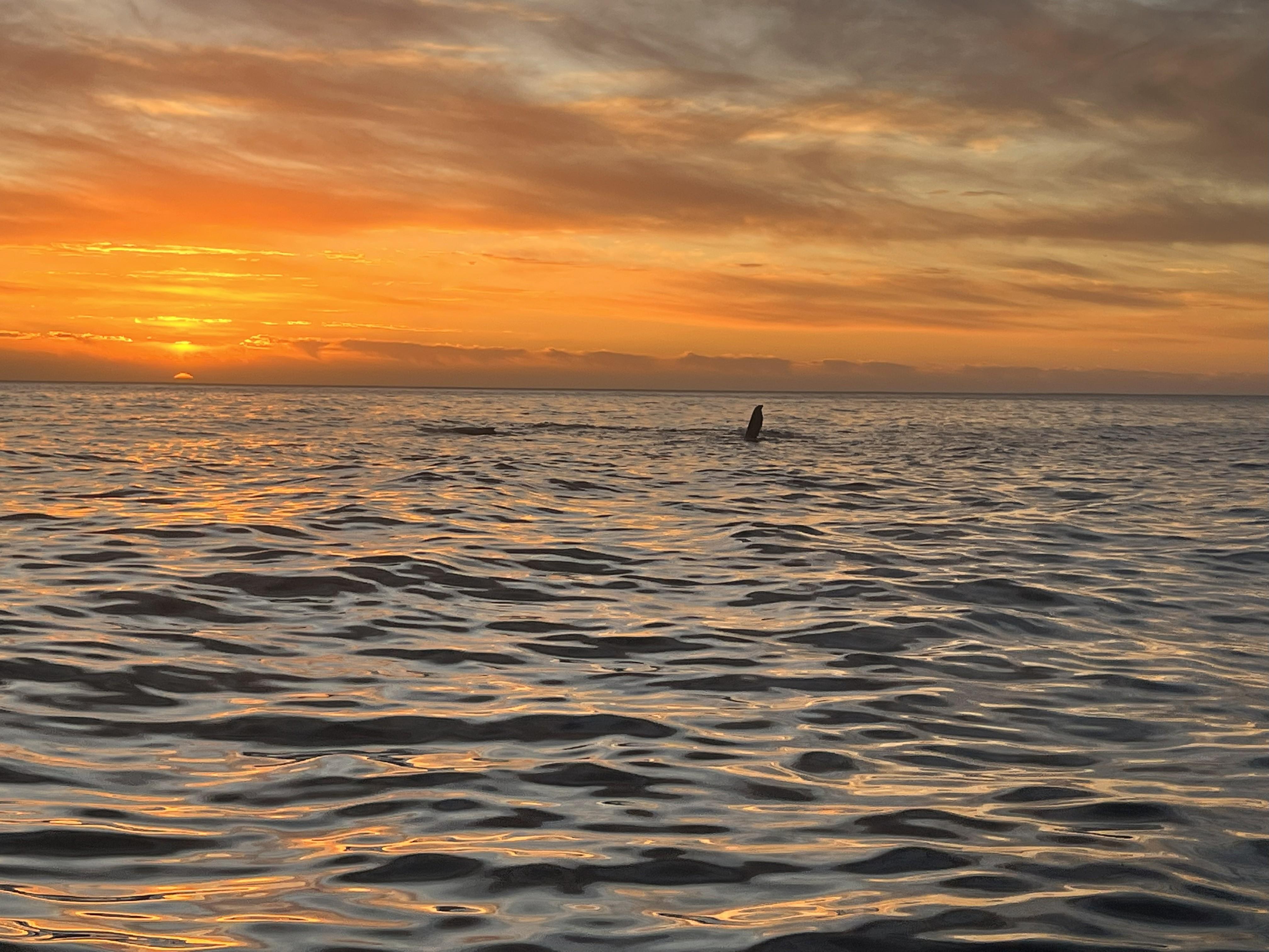 Cape Town Sunset Sailing Cruise with Sparkling Wine from V&A Waterfront