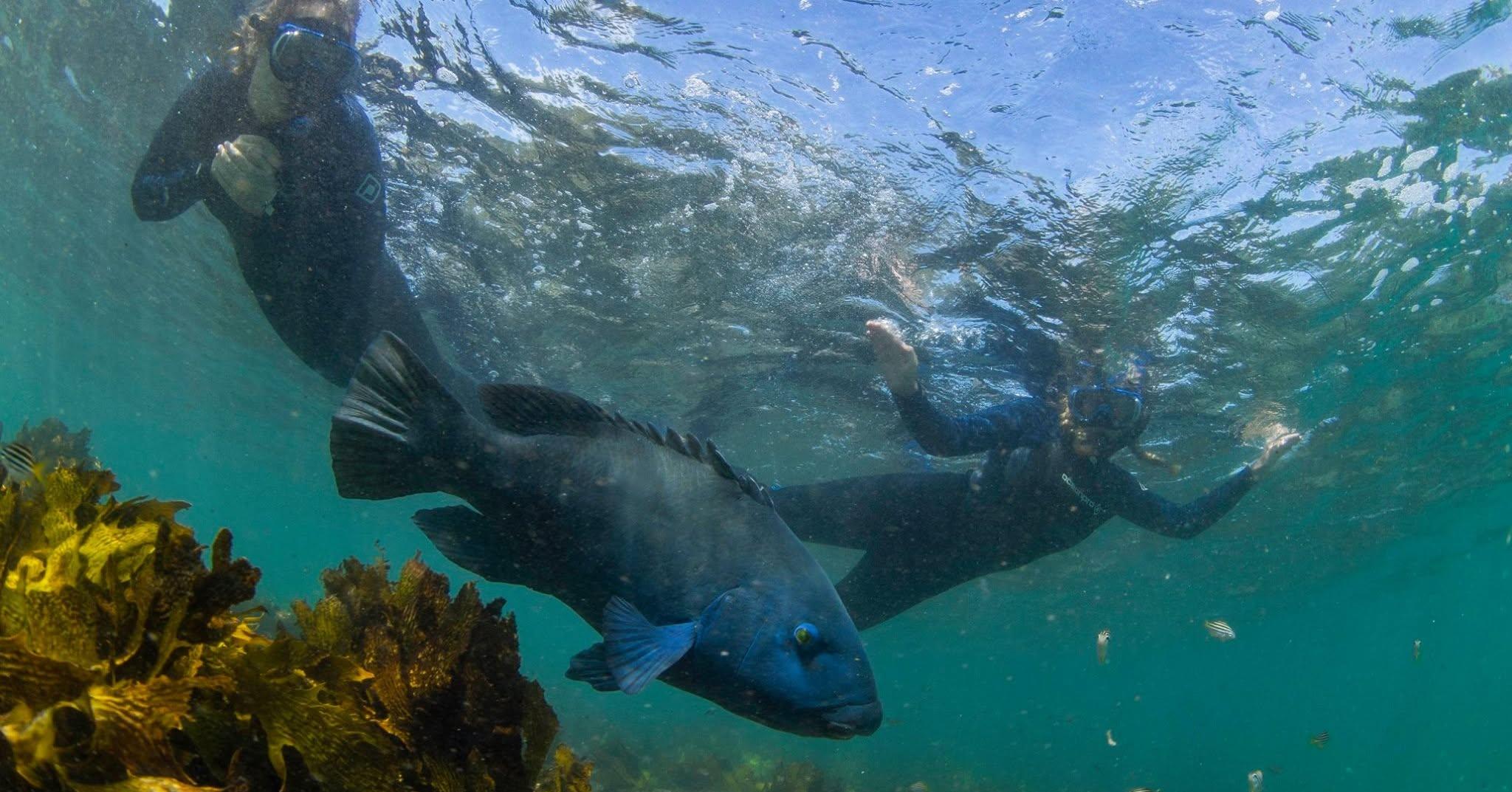 Guided Snorkel Experience at Shelly Beach