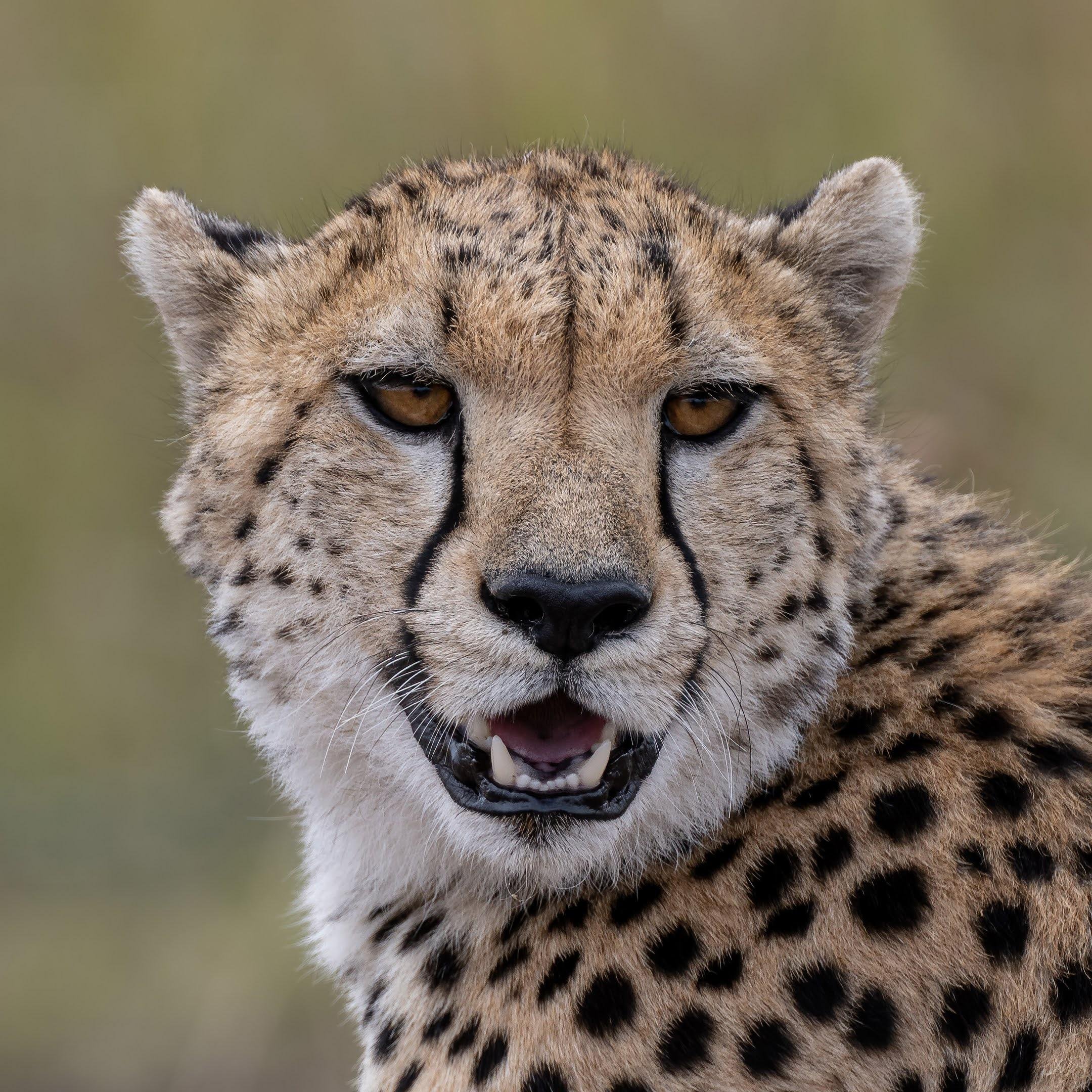 Maasai Mara Express: 1-Day Safari from Nairobi