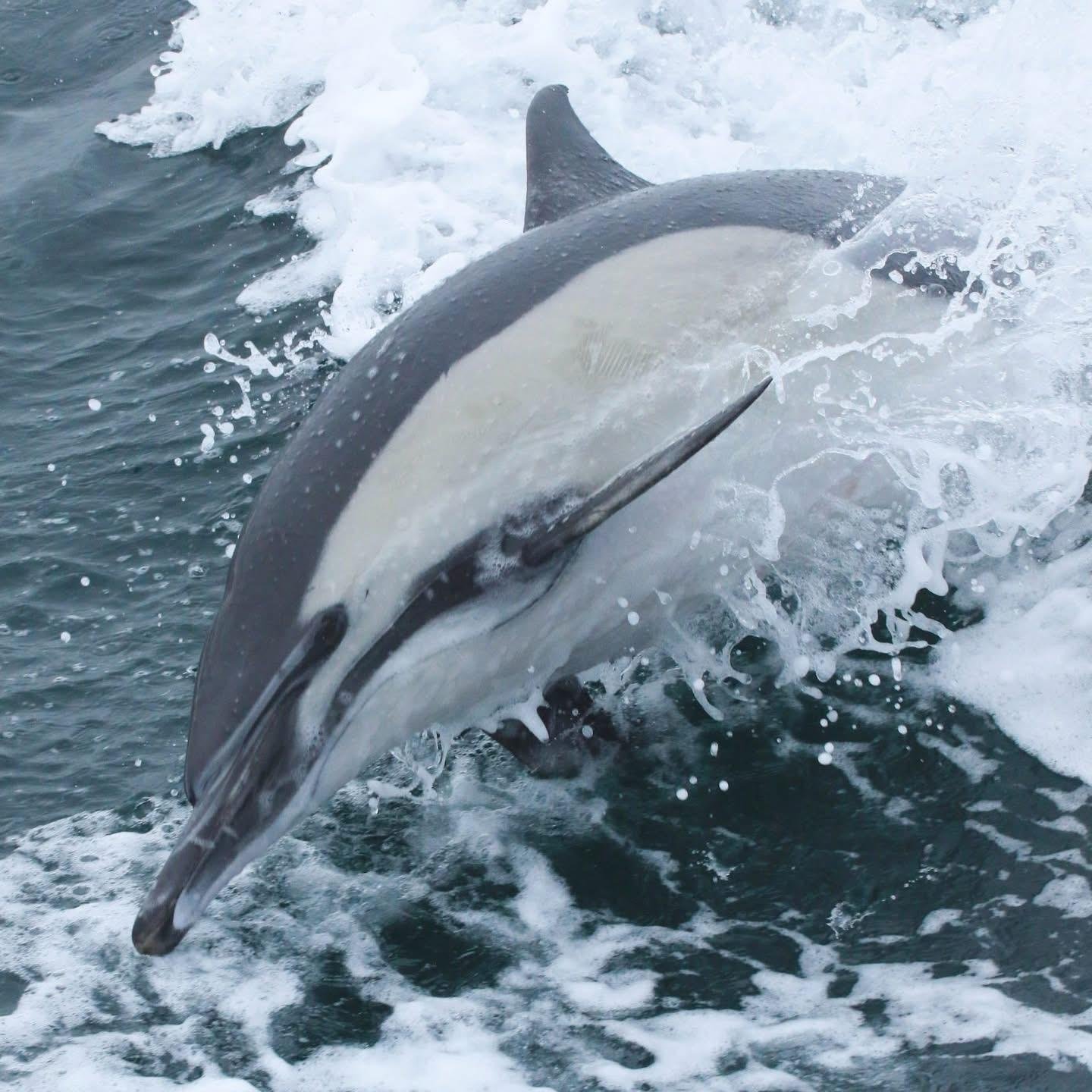 A common dolphin leaping through a boat's wake