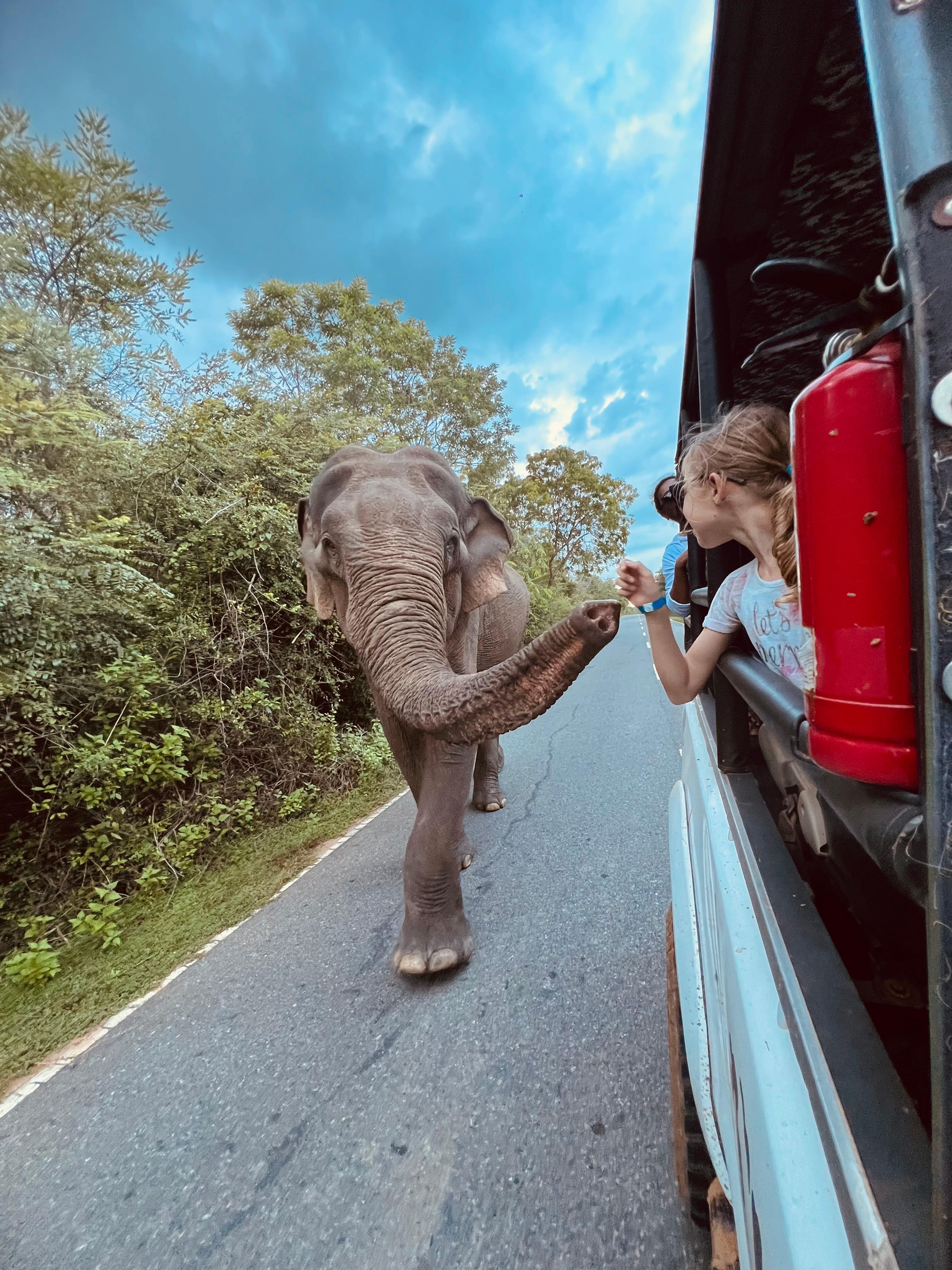 Private Yala National Park Safari with All-Inclusive Transfers