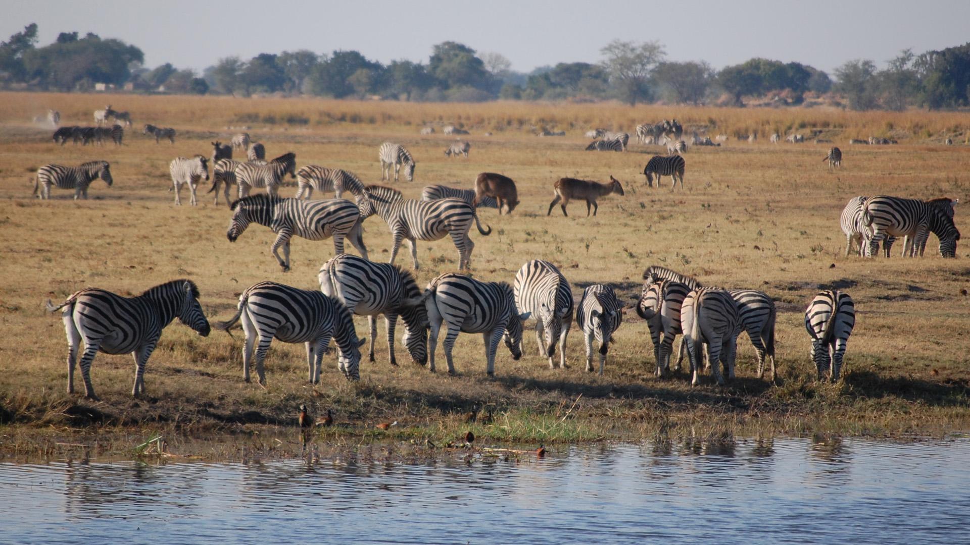 Full-Day Chobe Safari from Victoria Falls