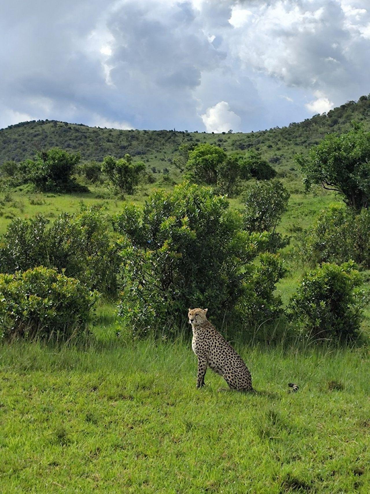 3-Day Maasai Mara Shared Jeep Safari from Nairobi