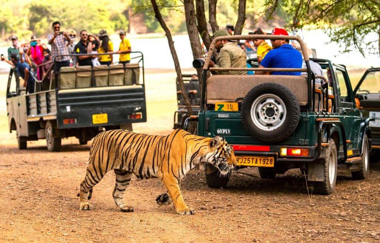3-Day Ranthambore Tiger Safari Expedition from Delhi