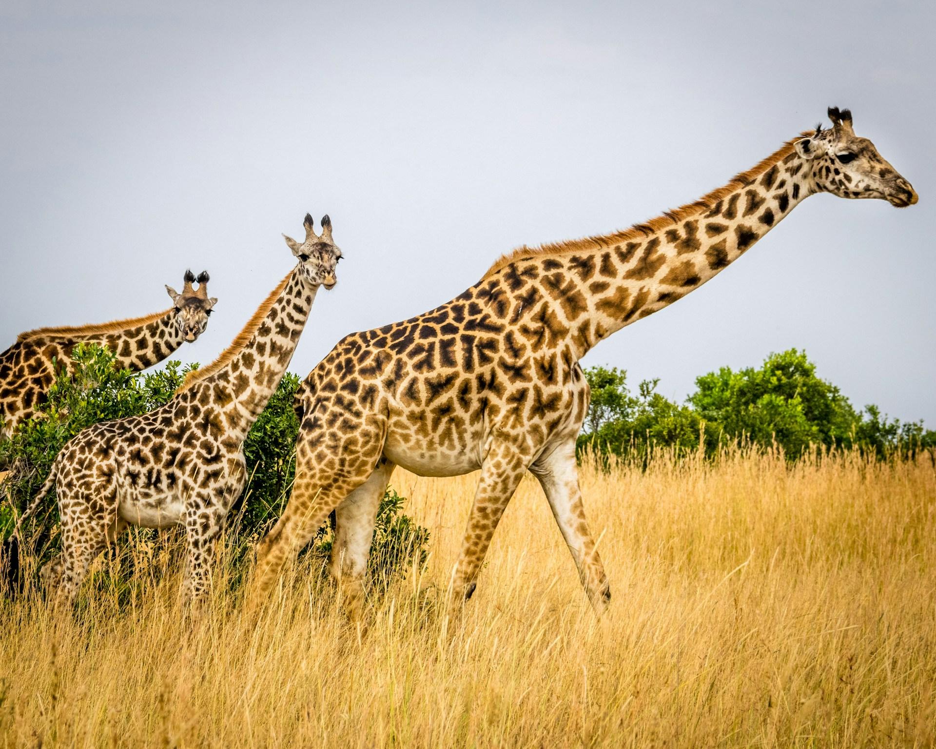 3-Day Maasai Mara Shared Jeep Safari from Nairobi
