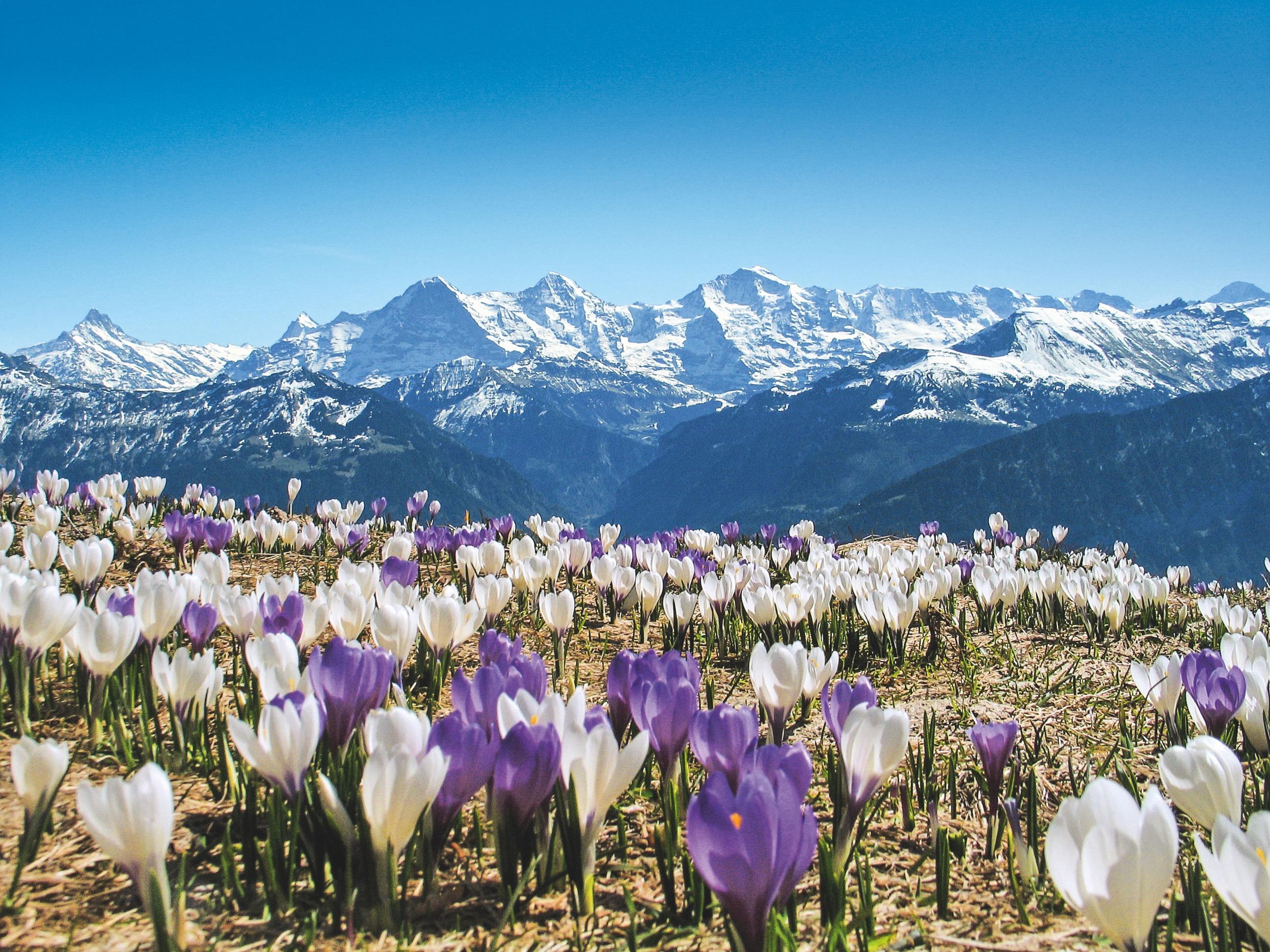Zurich: Grindelwald, Lauterbrunnen & Interlaken Day Trip - 2026 (Verified Reviews)
