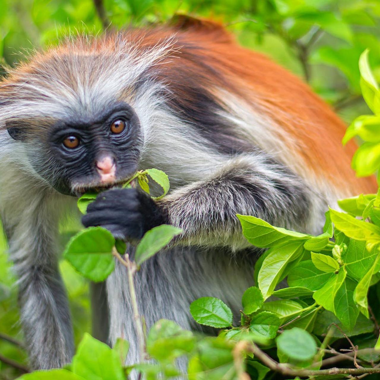Zanzibar Jozani Forest & The Rock Restaurant Day Tour