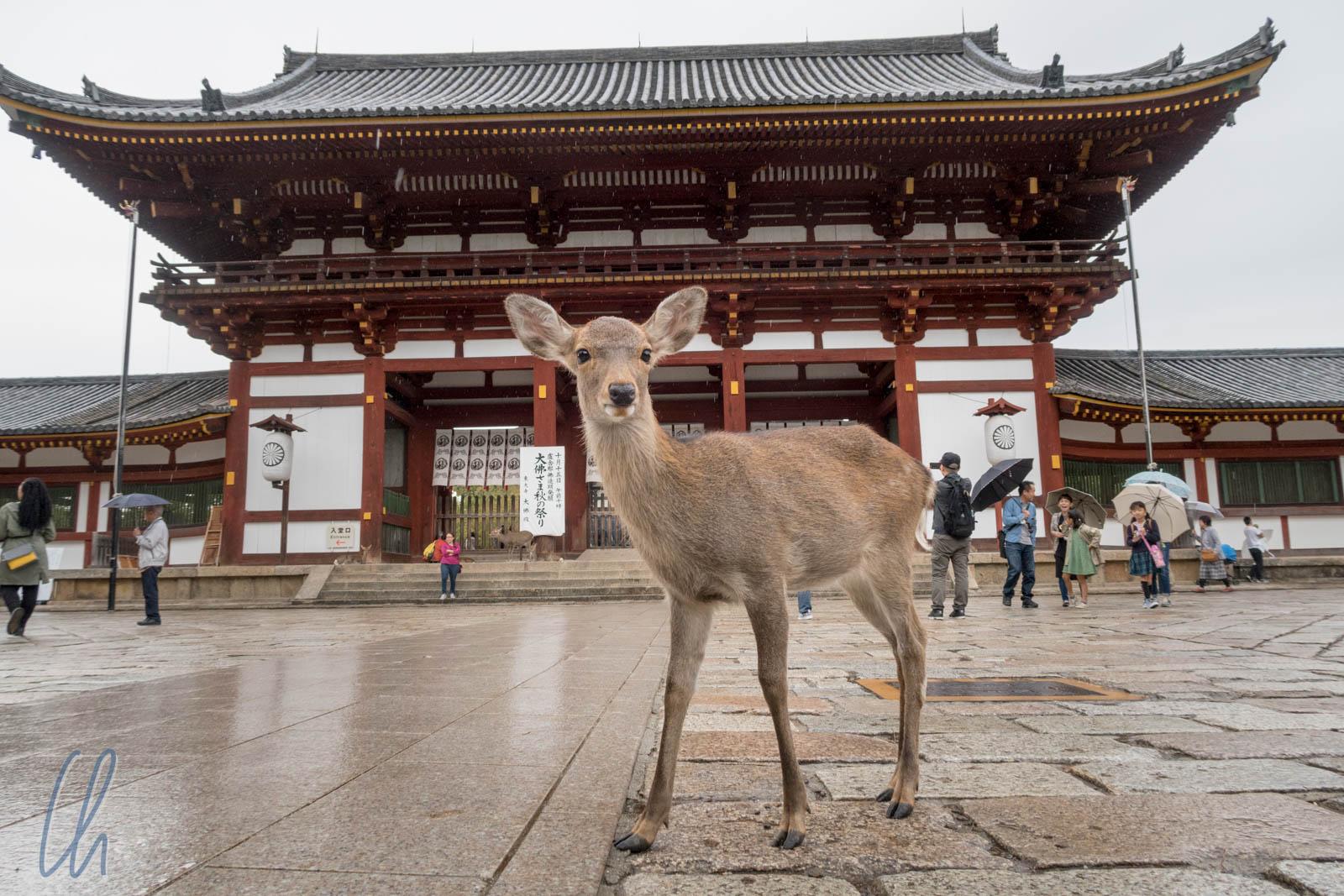 Kansai Triple-City Exploration: Nara, Osaka, and Kobe from Kyoto