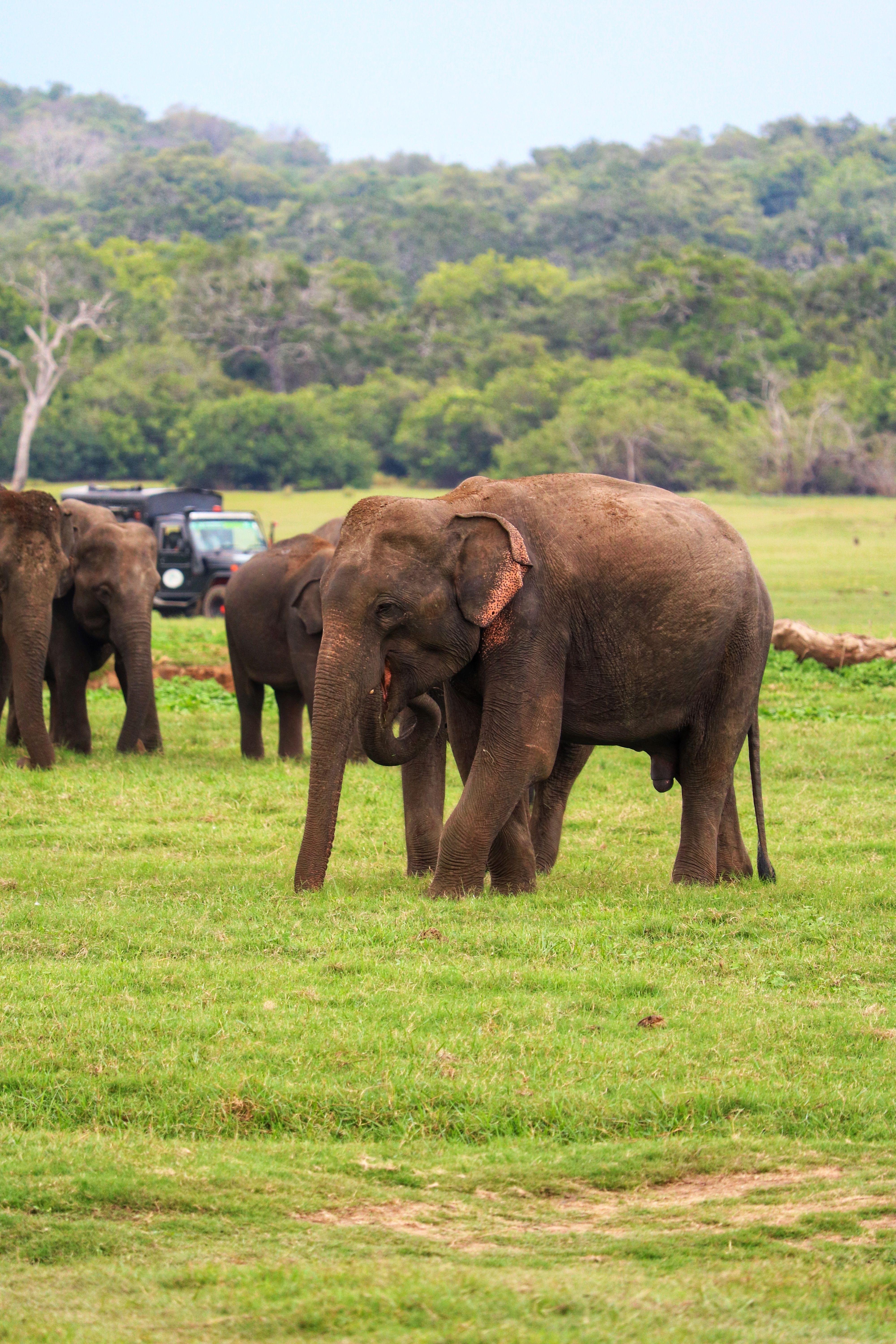 Minneriya National Park Wildlife Safari from Sigiriya