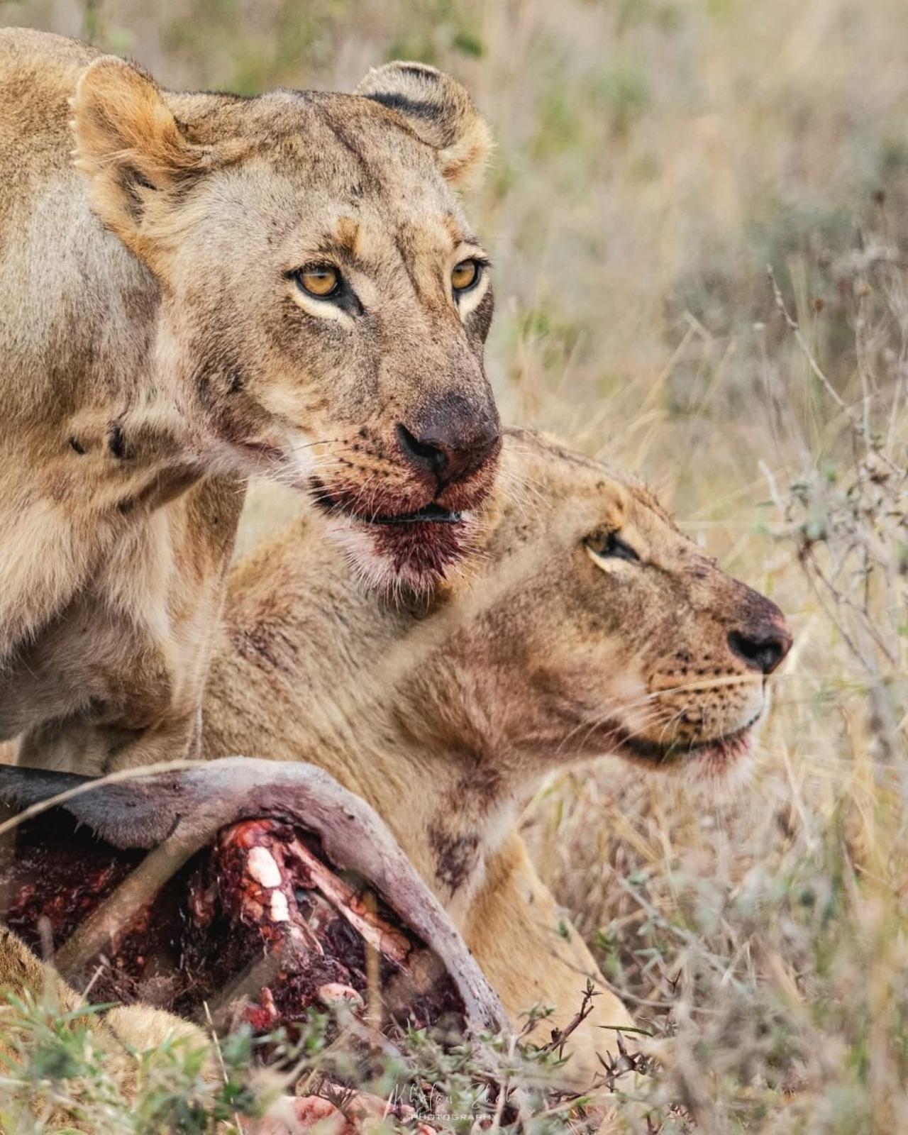 Nairobi National Park Half-Day Wildlife Safari