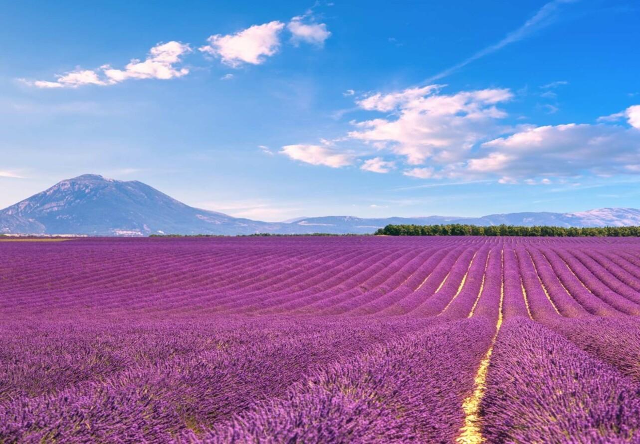 Lavender Fields & Verdon Canyon Day Tour