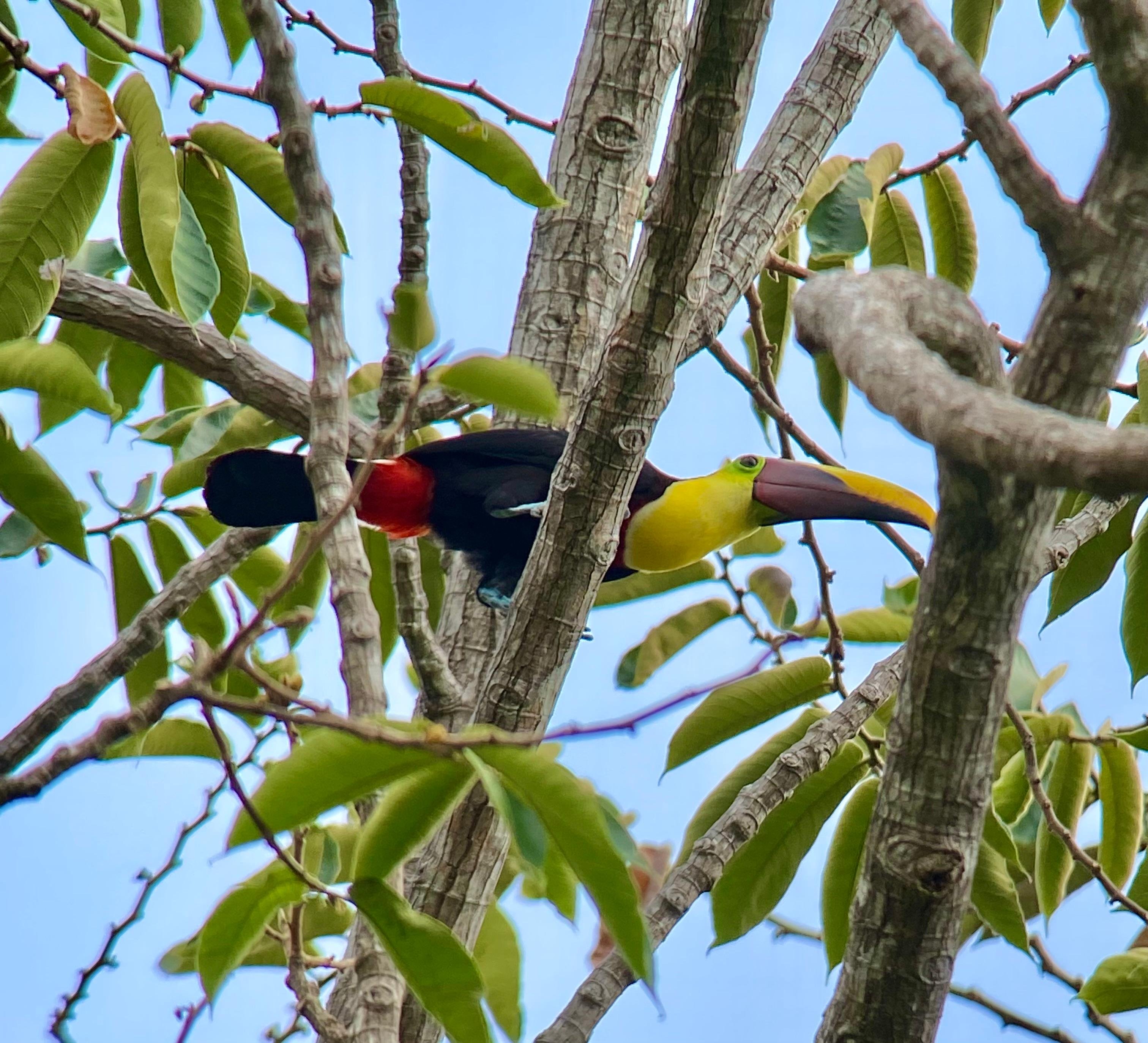 Manuel Antonio National Park: Naturalist-Led Wildlife Walking Tour
