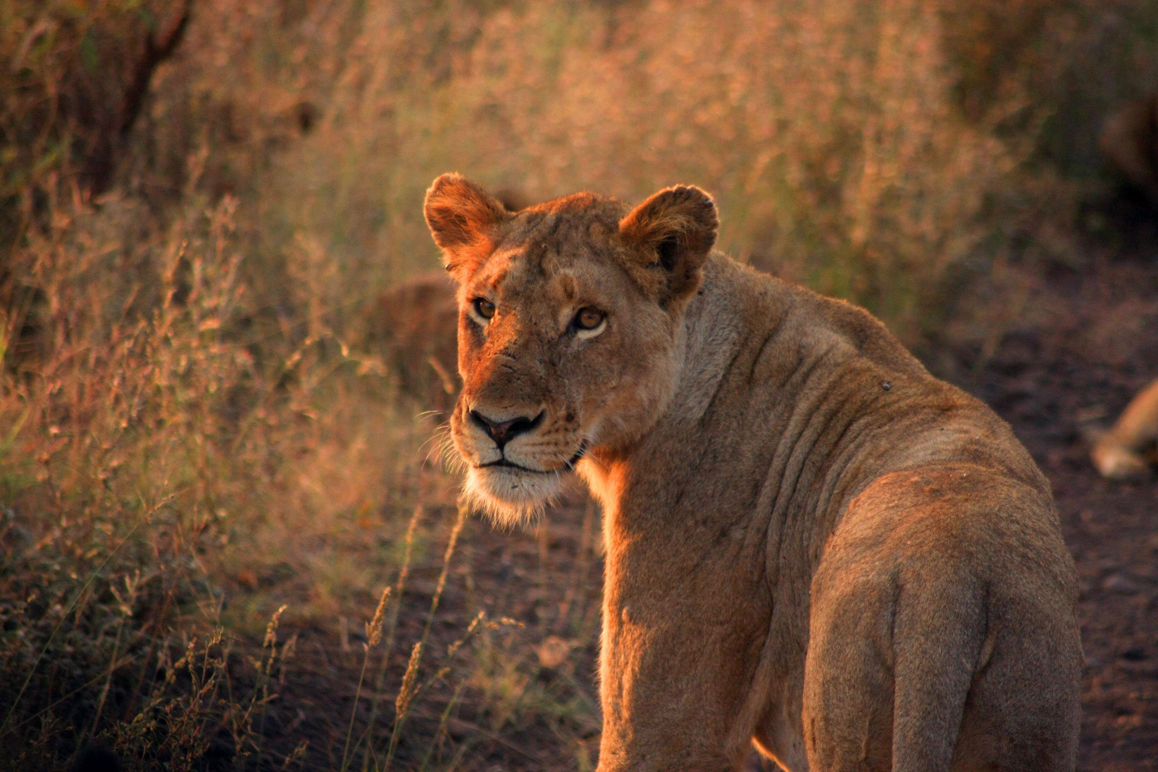3-Day Serengeti & Ngorongoro Group Safari from Arusha