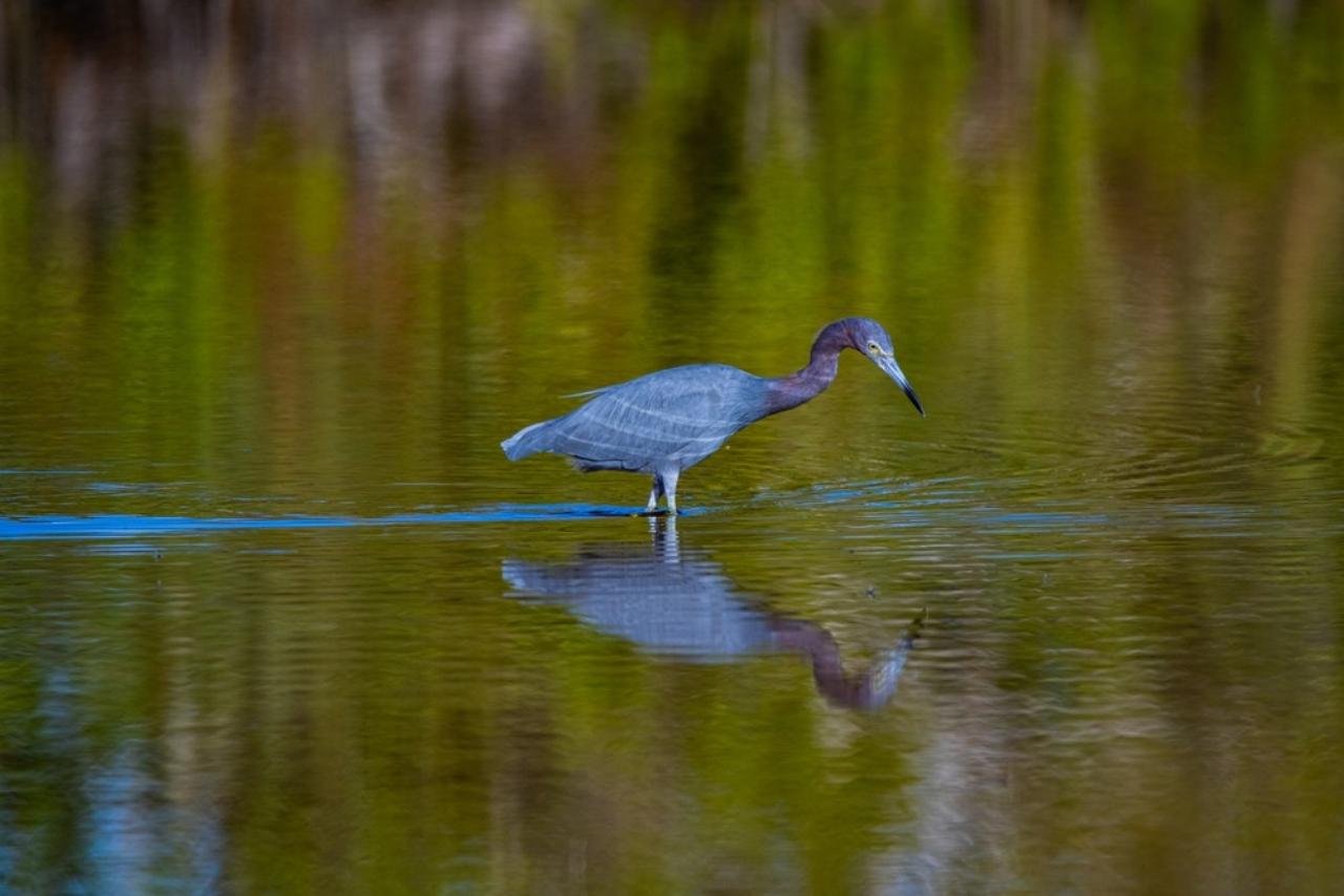 Mangrove Wilderness Tour in Everglades National Park