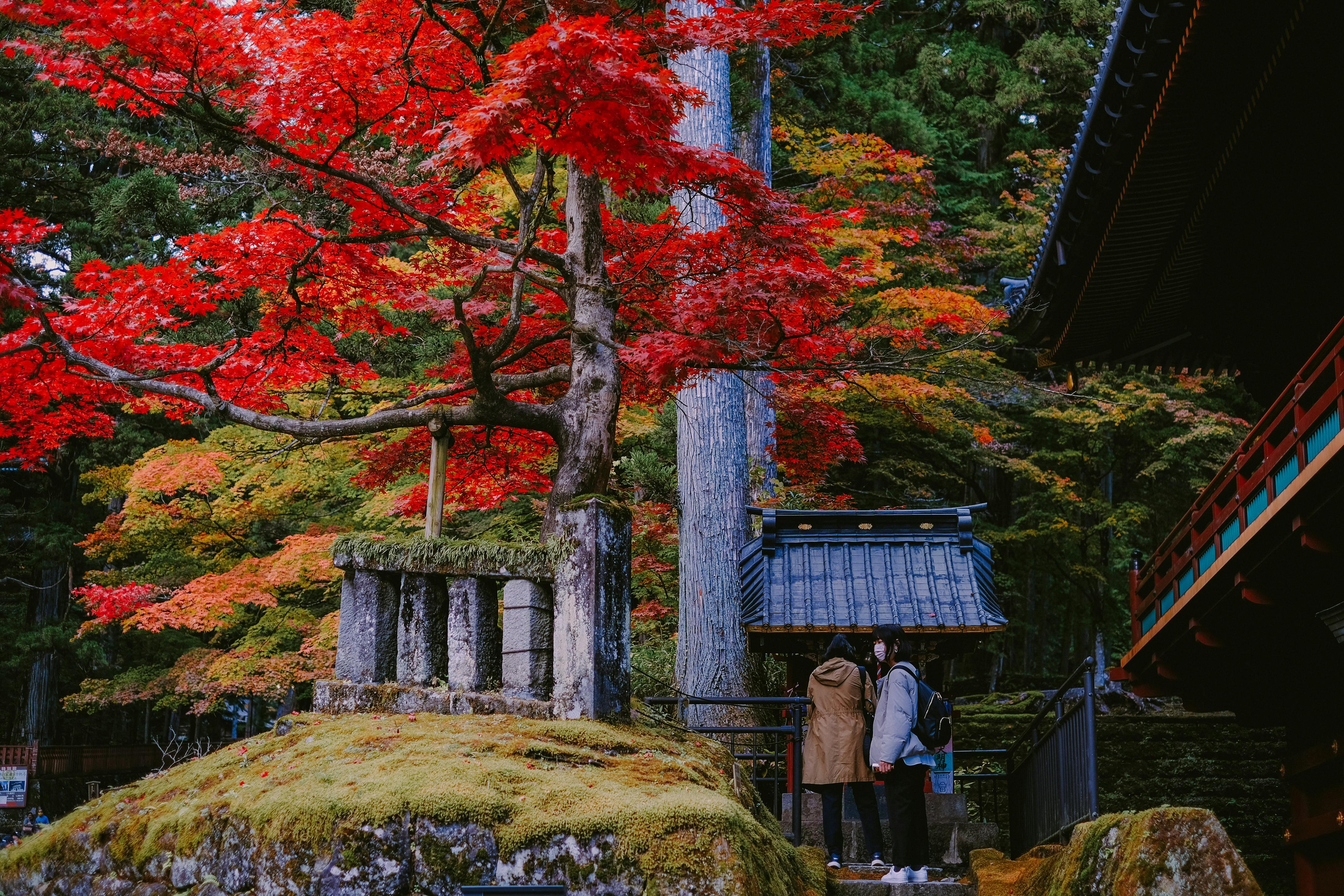 Nikko Autumn Day Trip: Toshogu, Kegon Falls & Lake Chuzenji