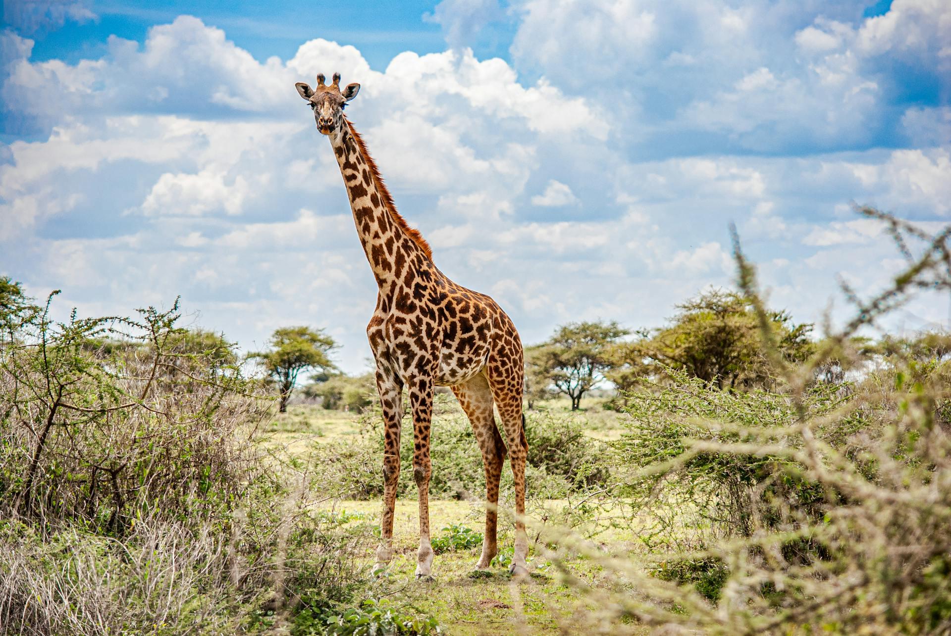 Nairobi Safari: National Park, Elephant Orphanage & Giraffe Center