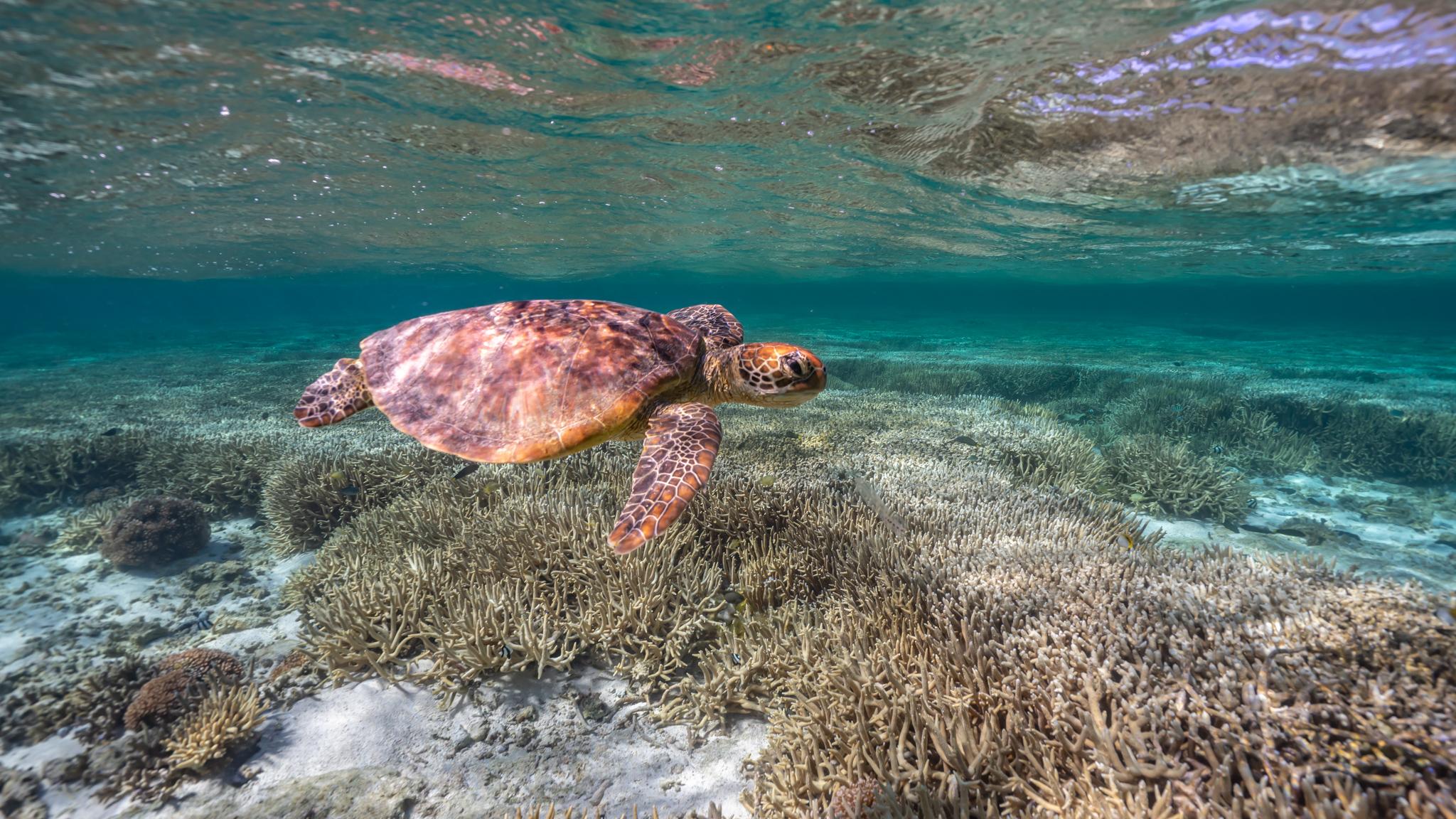 Mudjimba Island Turtle Snorkel Experience