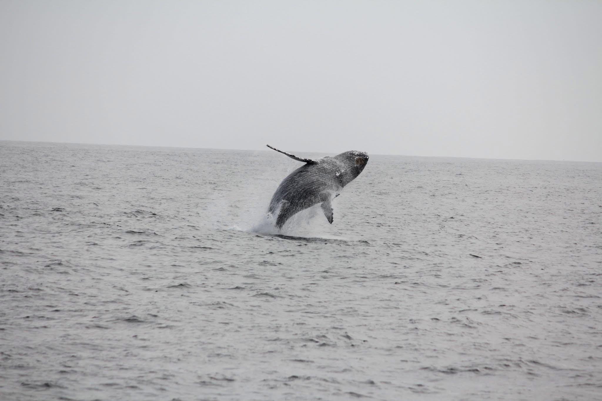 A humpback whale breaching in the distance