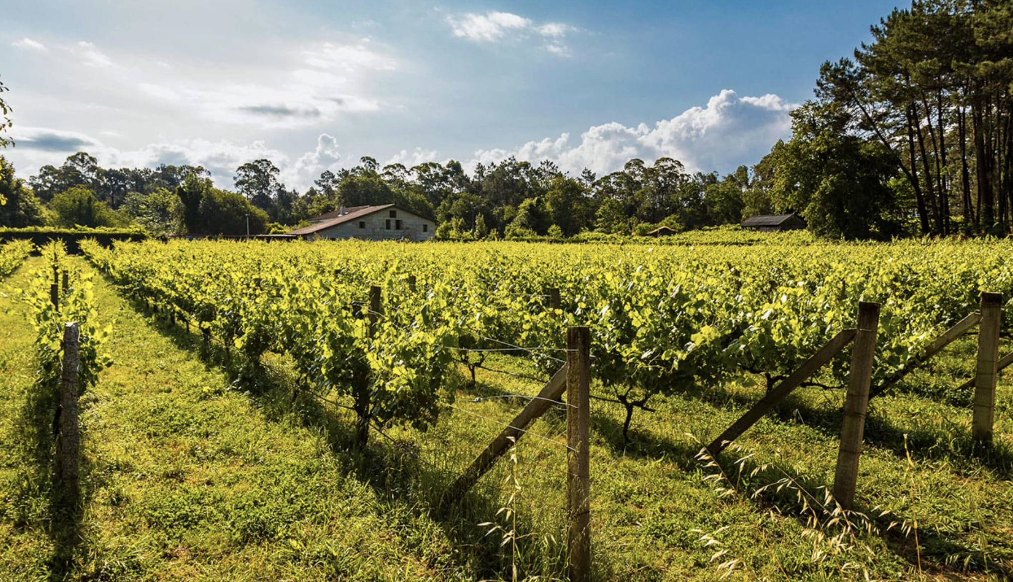 Bodega Corisca Organic Winery Tour & Albariño Tasting