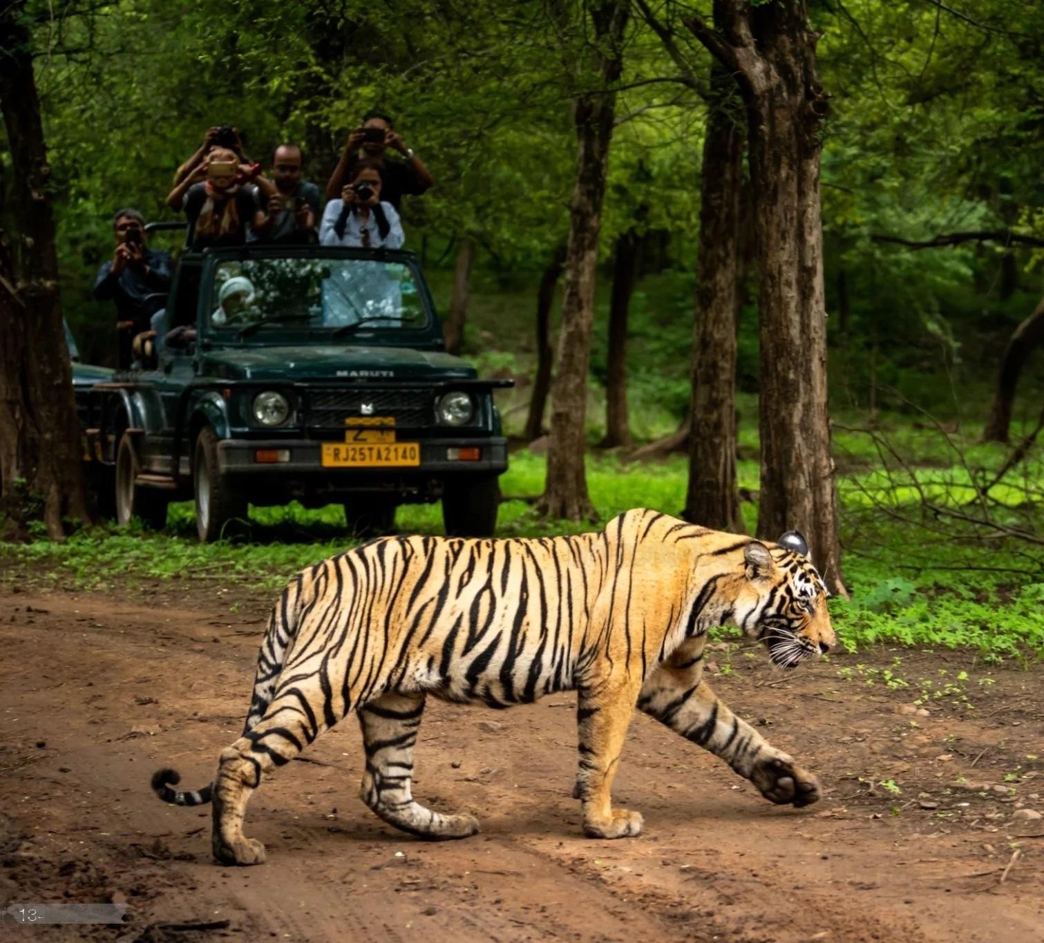 Ranthambore National Park Jeep or Canter Safari