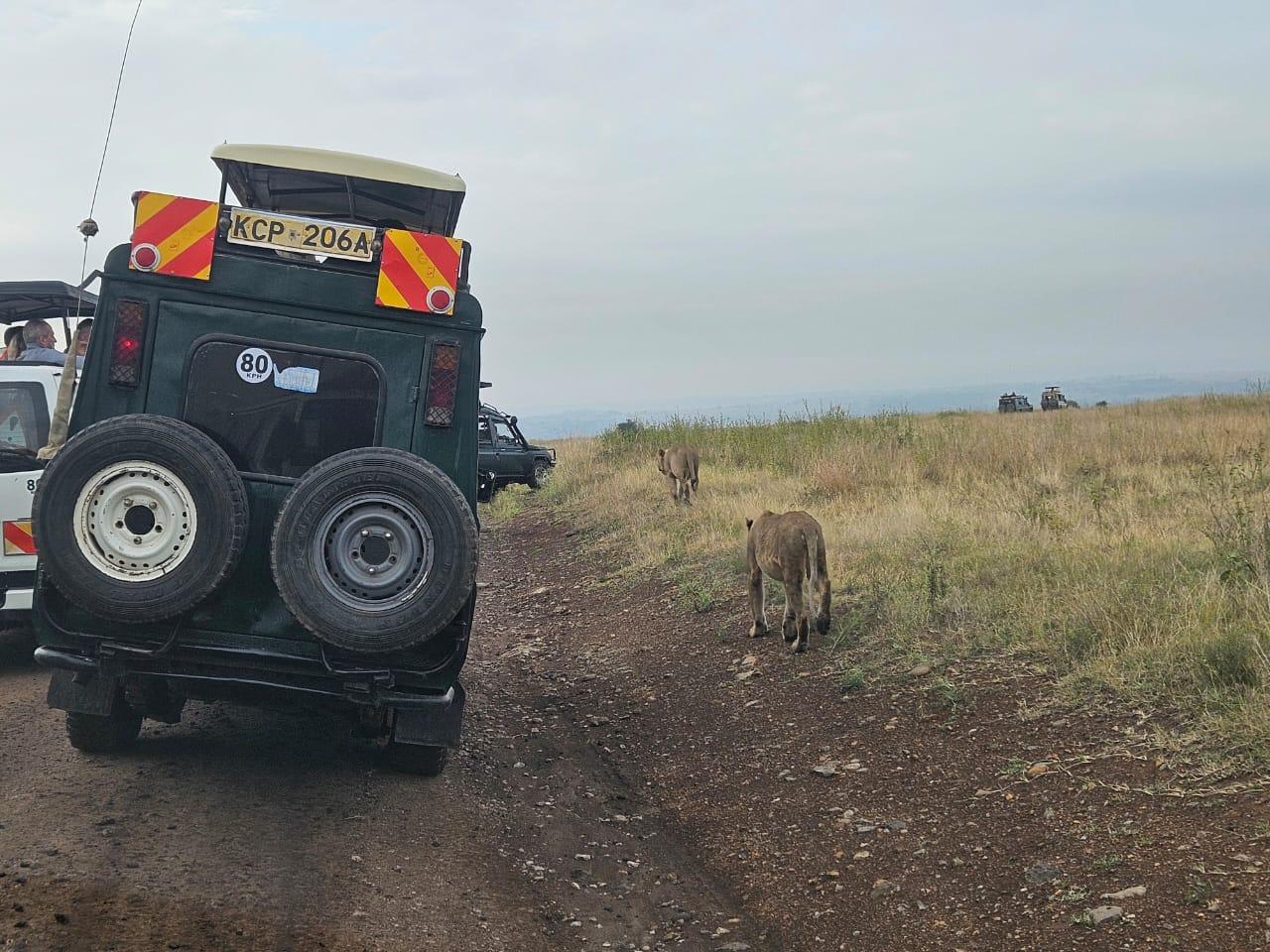 Nairobi National Park: Early Morning Guided Safari