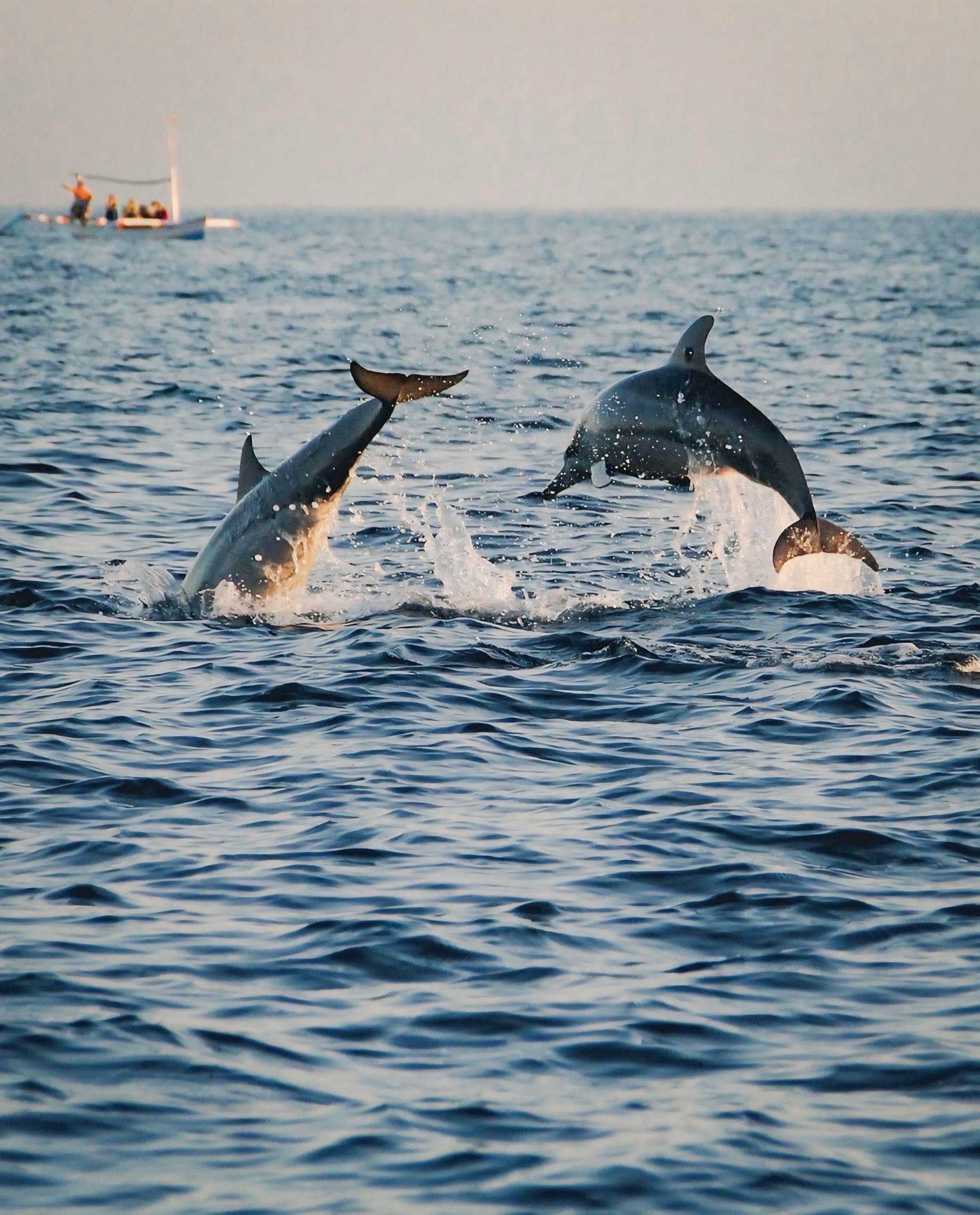 Lovina Dolphin Encounter, Snorkeling & Waterfall Tour