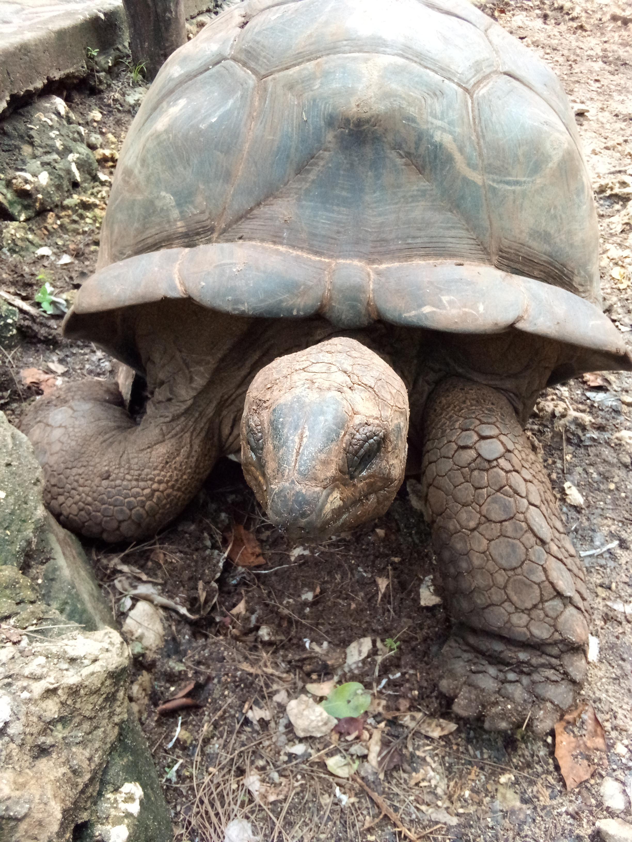 Prison Island Guided Tour with Giant Tortoises
