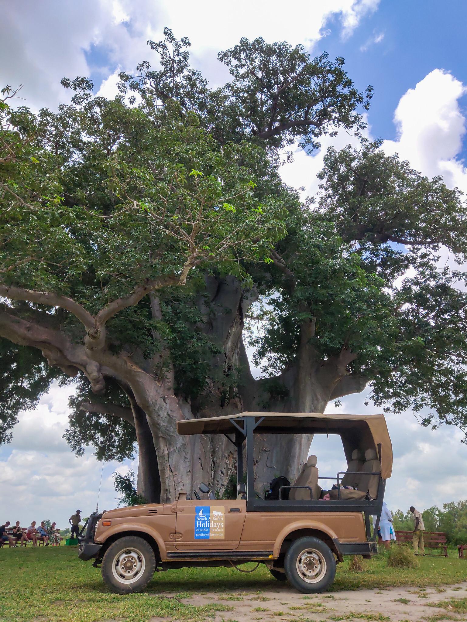 Zanzibar to Mikumi: Fly-In Safari Day Trip with Bush Lunch