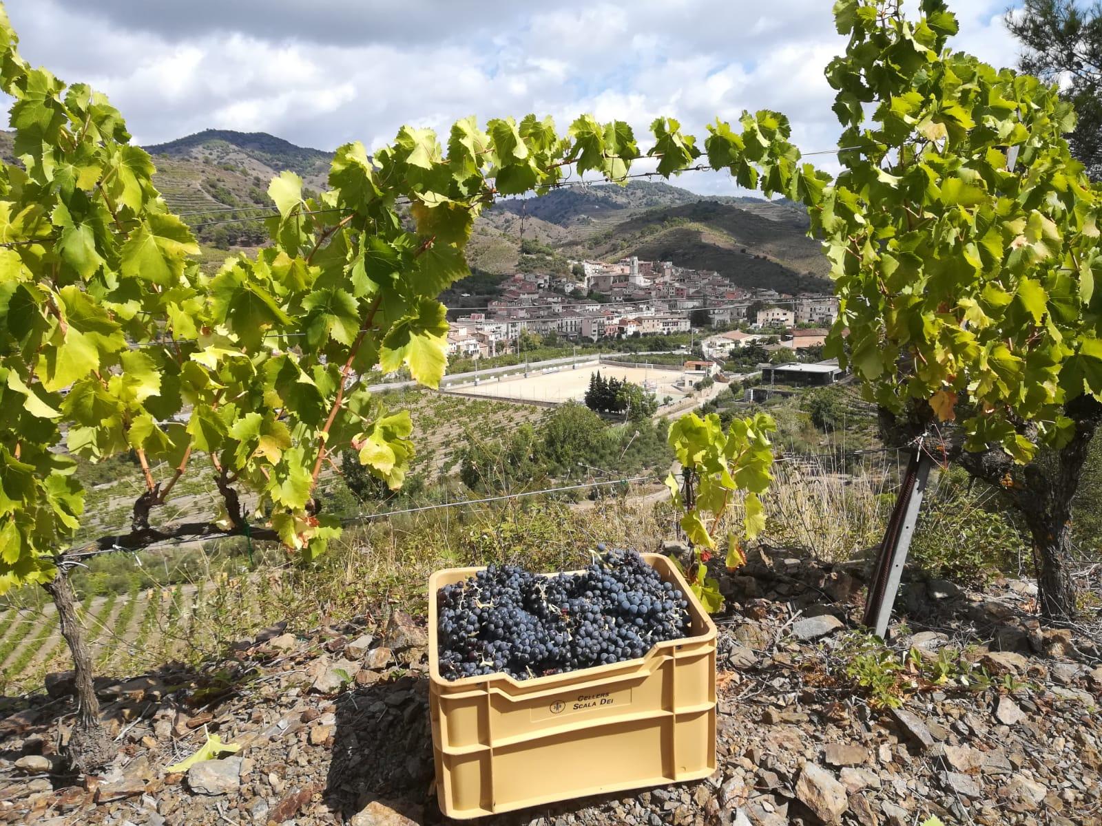 wine tour in Priorat — photo 6