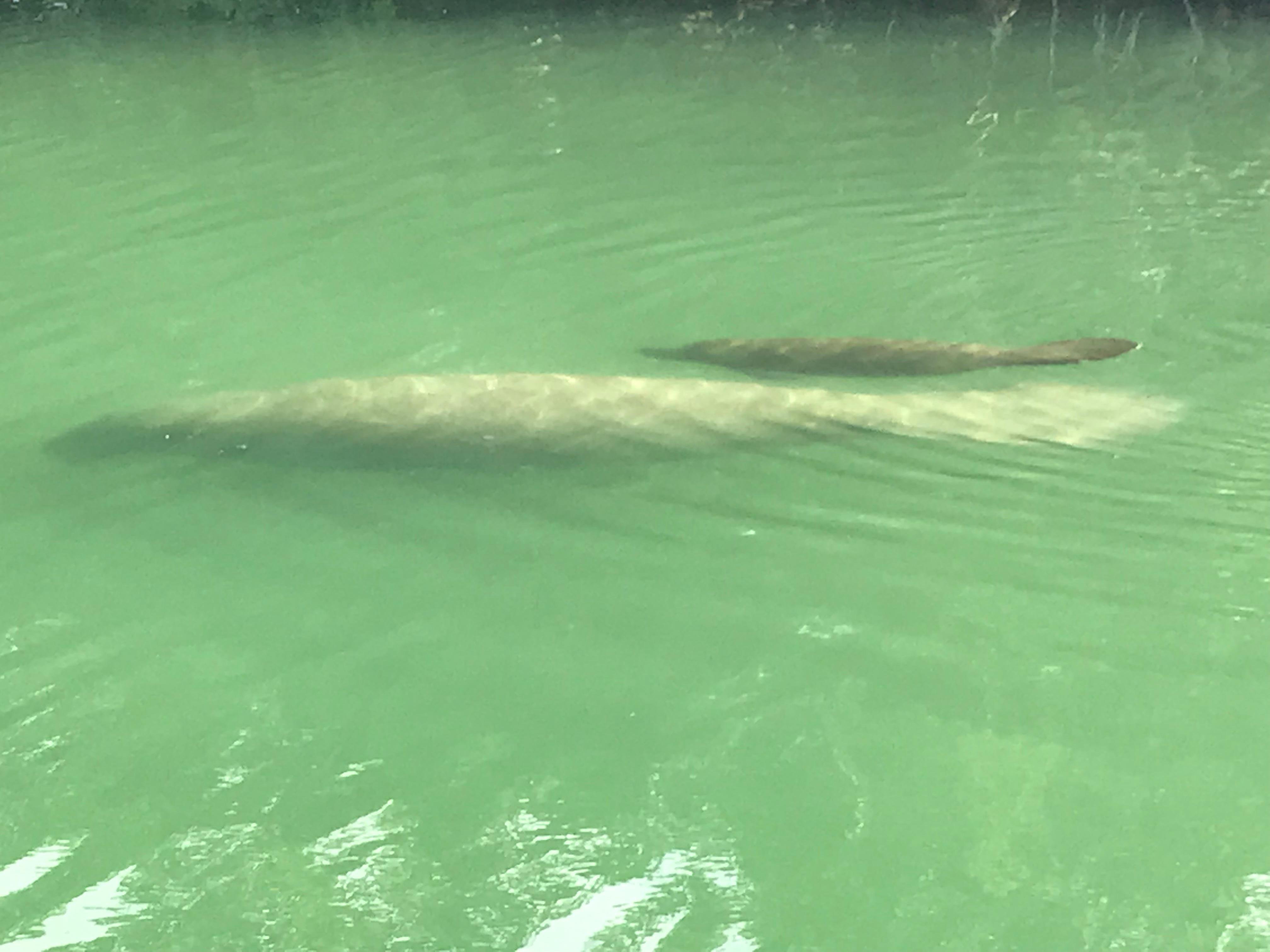 Private Miami Boat Tour: Sandbars & Celebrity Mansions