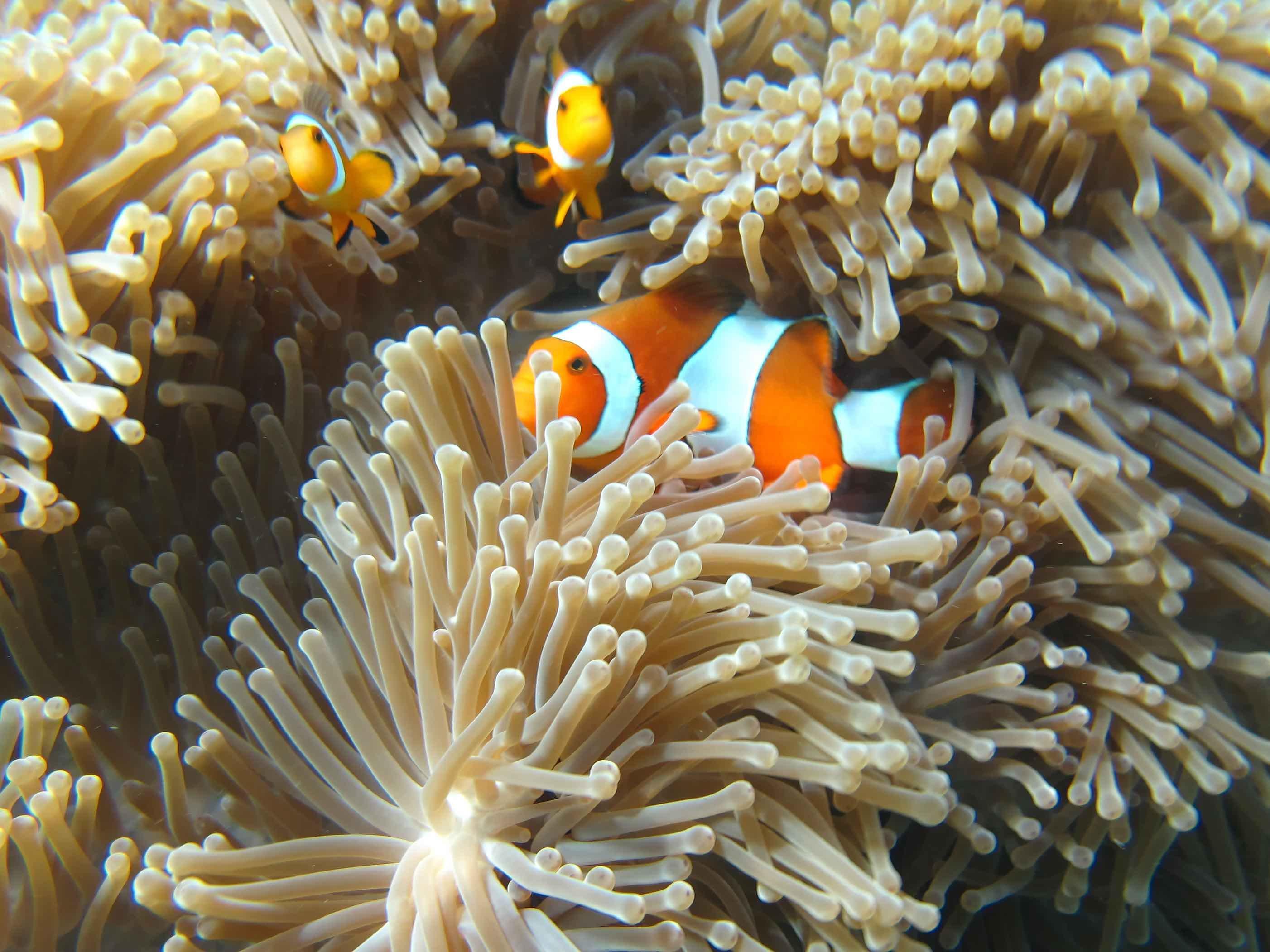 Similan Islands Premium Catamaran Day Trip from Phuket