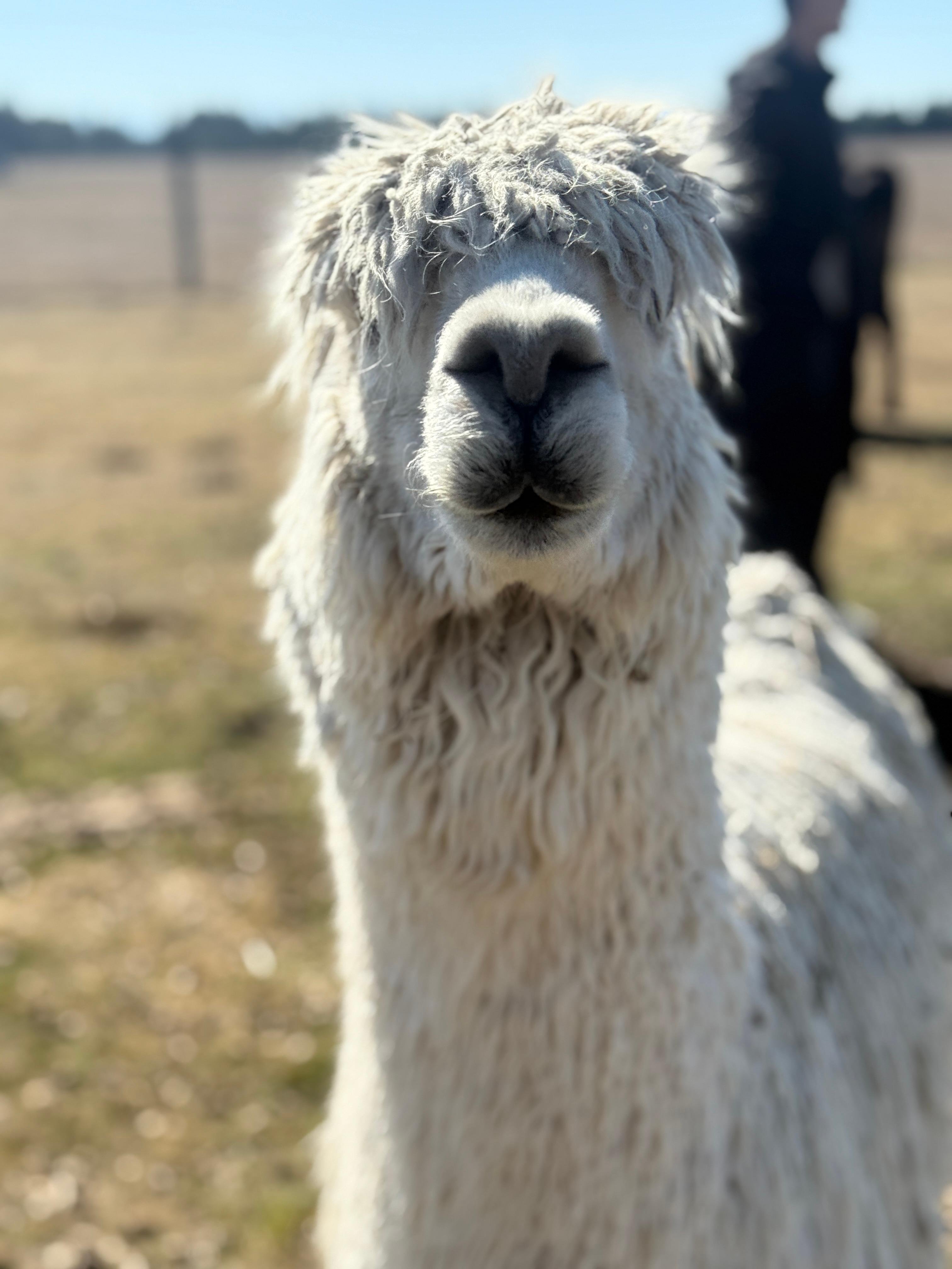 Twizel Petting Zoo: Feed Alpacas, Tahr & Horses