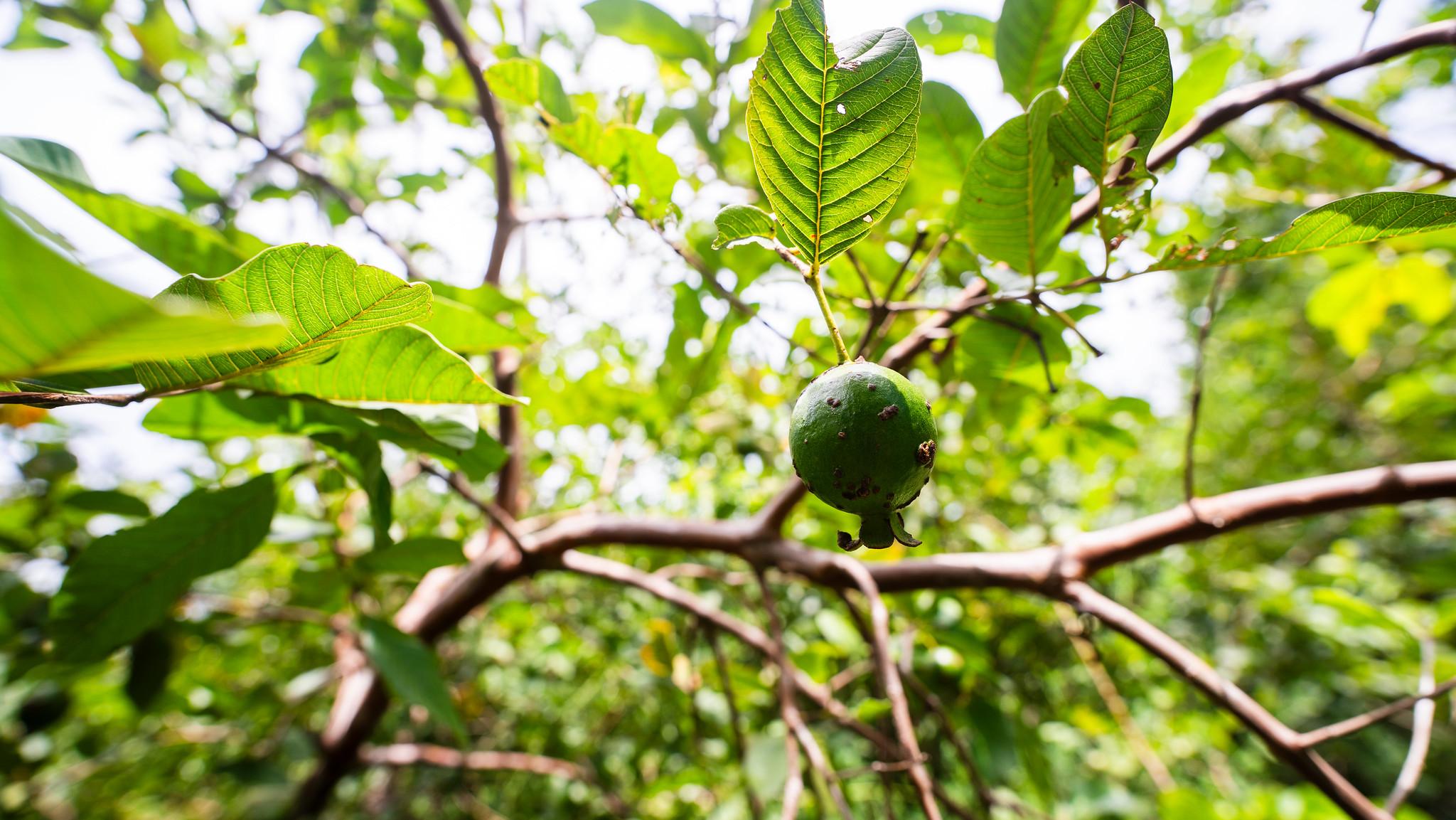Zanzibar Hidden Gems: Secret Beach, Kuza Cave & Jozani Forest