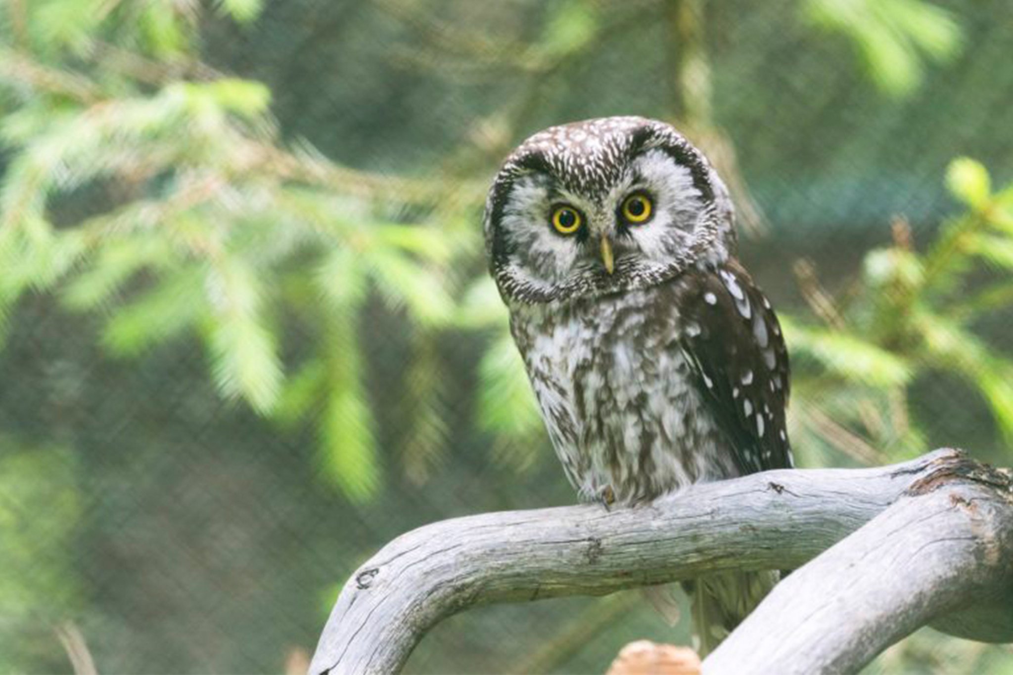 Ranua Arctic Zoo Day Trip with Guided Transfer & Lunch from Rovaniemi
