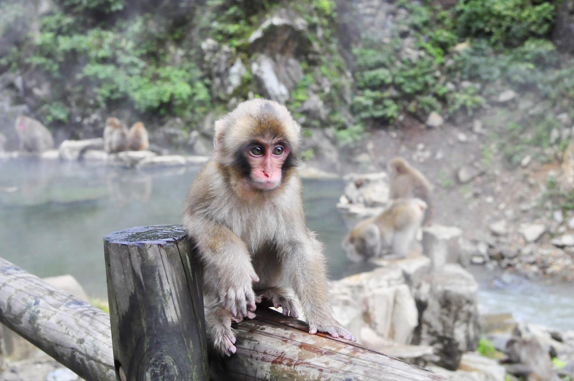 Jigokudani Snow Monkey Park Guided Tour from Nagano