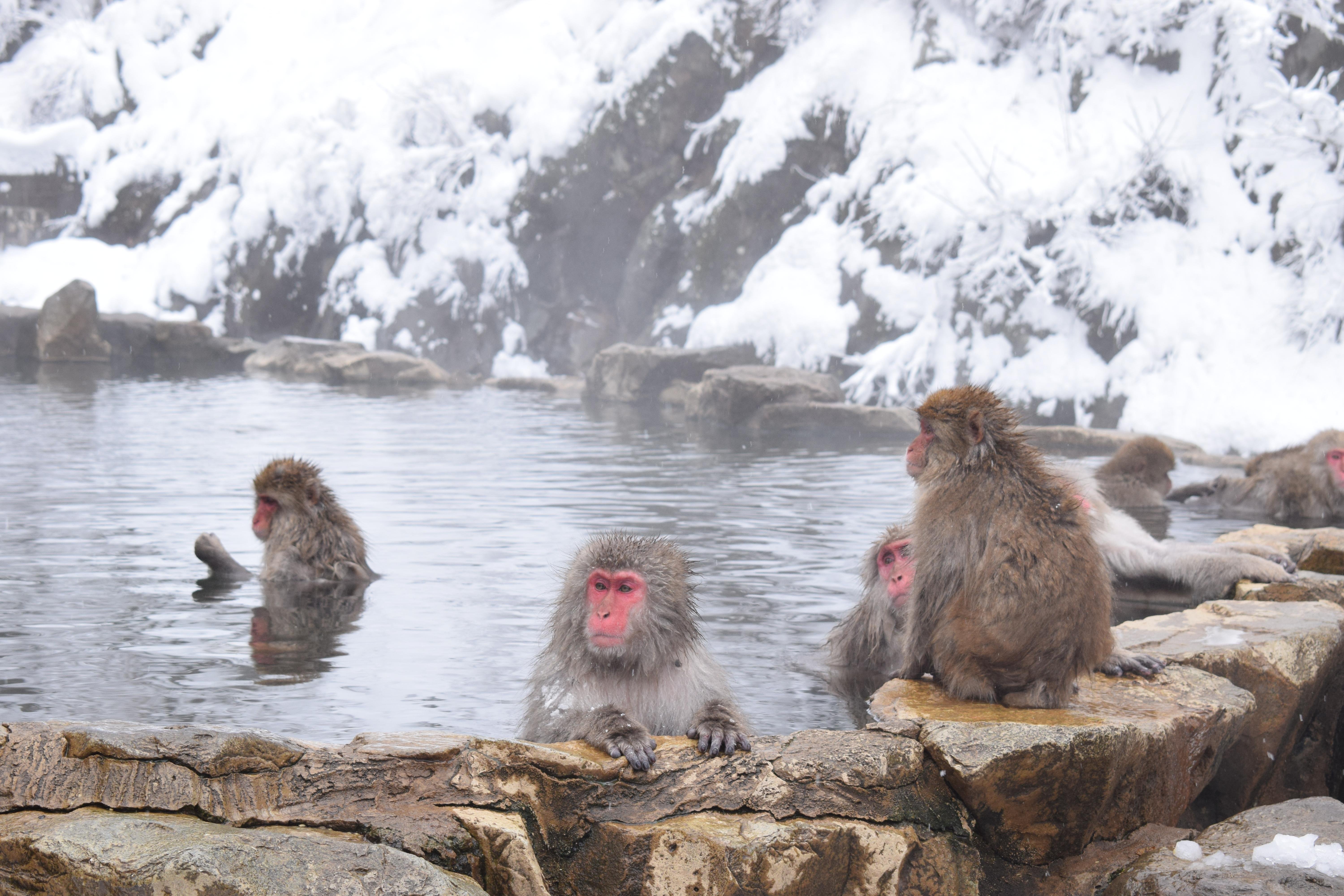Nagano Snow Monkeys & Hidden Gems Private Day Tour