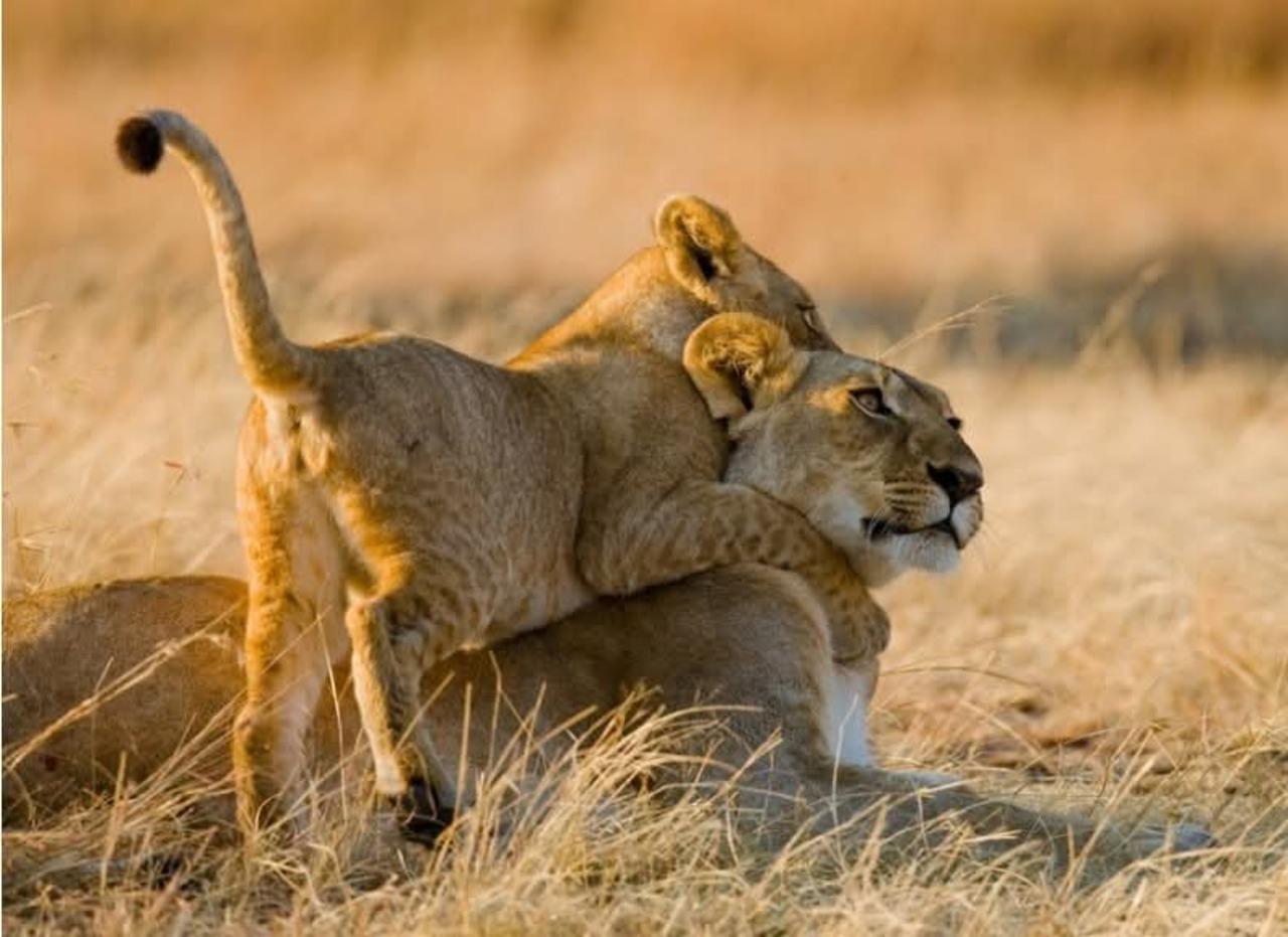 Nairobi National Park Half-Day Safari