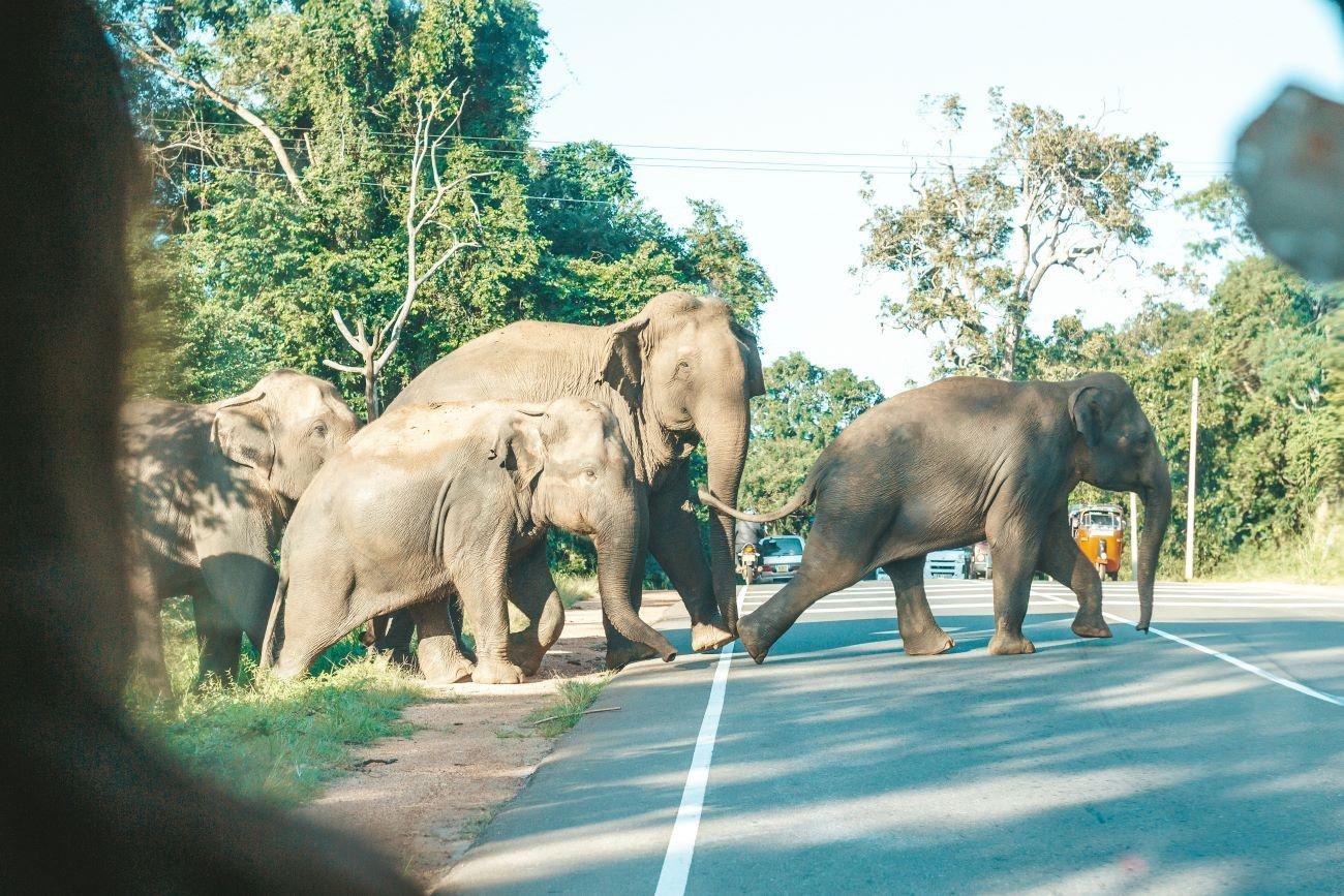 7-Day Private Sri Lanka Highlights Tour (2026)