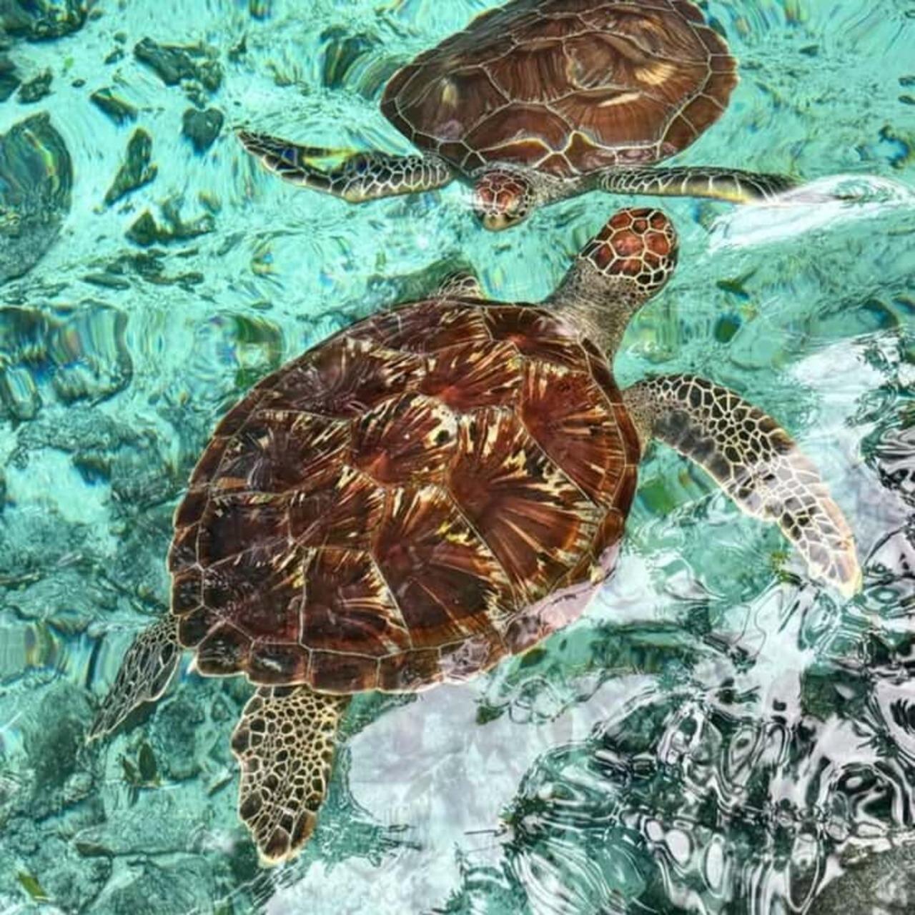 Zanzibar Full-Day: Jozani Forest, Turtle Swim & The Rock Restaurant