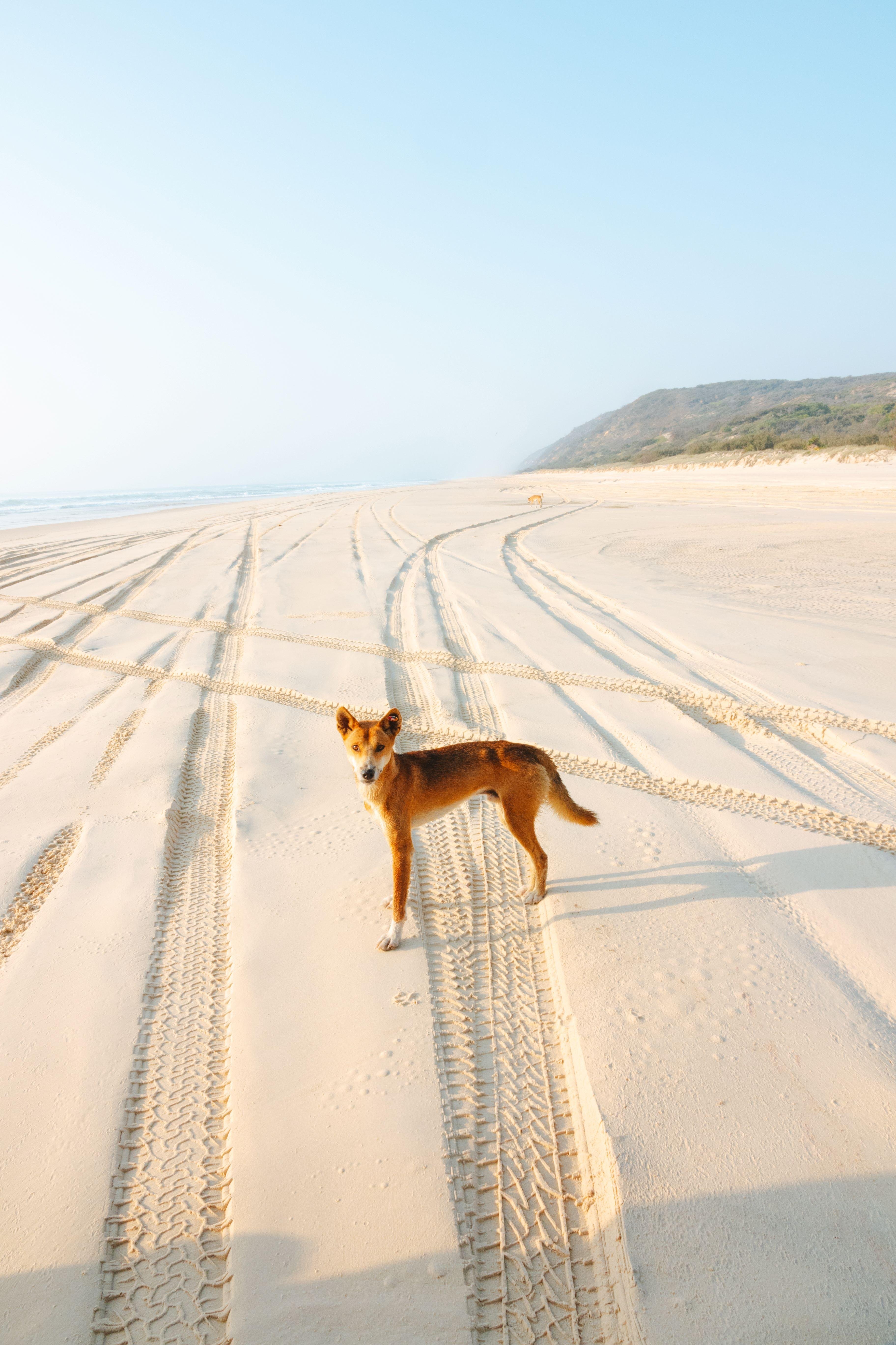 K'gari (Fraser Island) Full-Day 4WD Coach Adventure