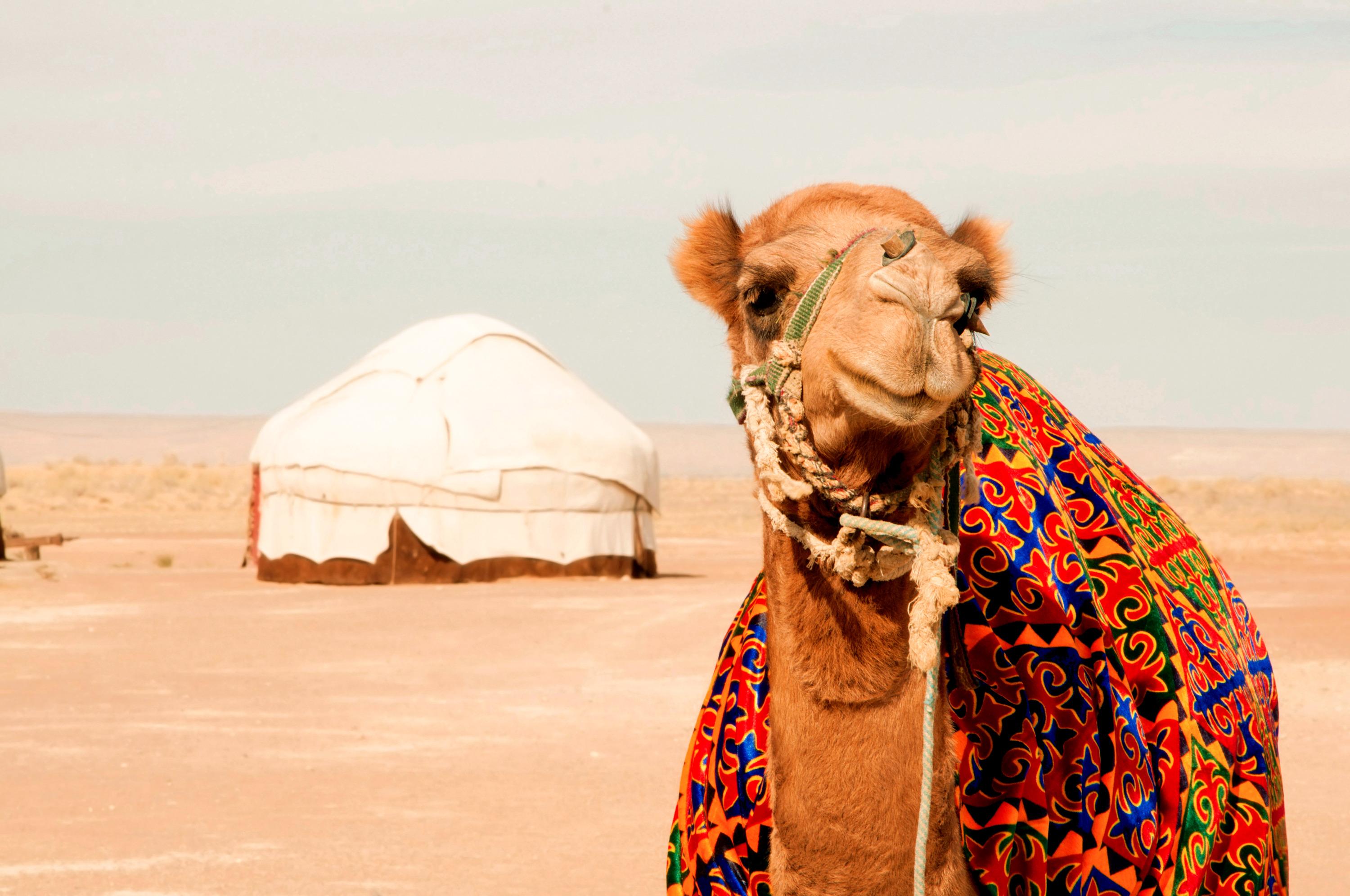 2-Day Kyzylkum Desert Safari with Yurt Stay at Lake Aydarkul