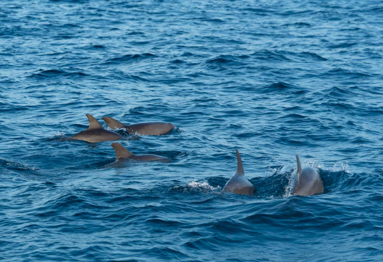 Mirissa Blue Whale Safari & Turtle Snorkeling Adventure