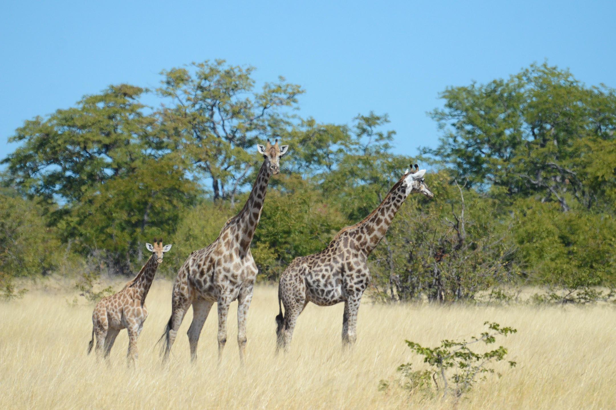 Hwange National Park Full-Day Wildlife Safari