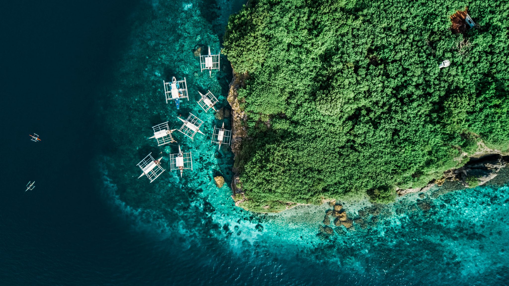 Cebu Ultimate Day Tour: Whale Sharks, Monkey Sanctuary & Moalboal Snorkeling