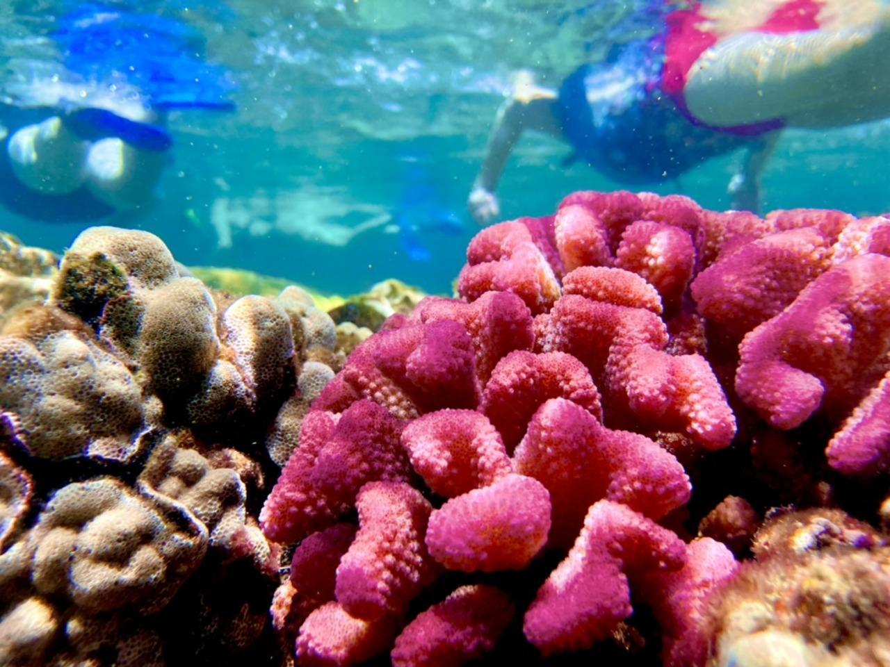 Hilo Coastal Snorkel & Marine Life Expedition
